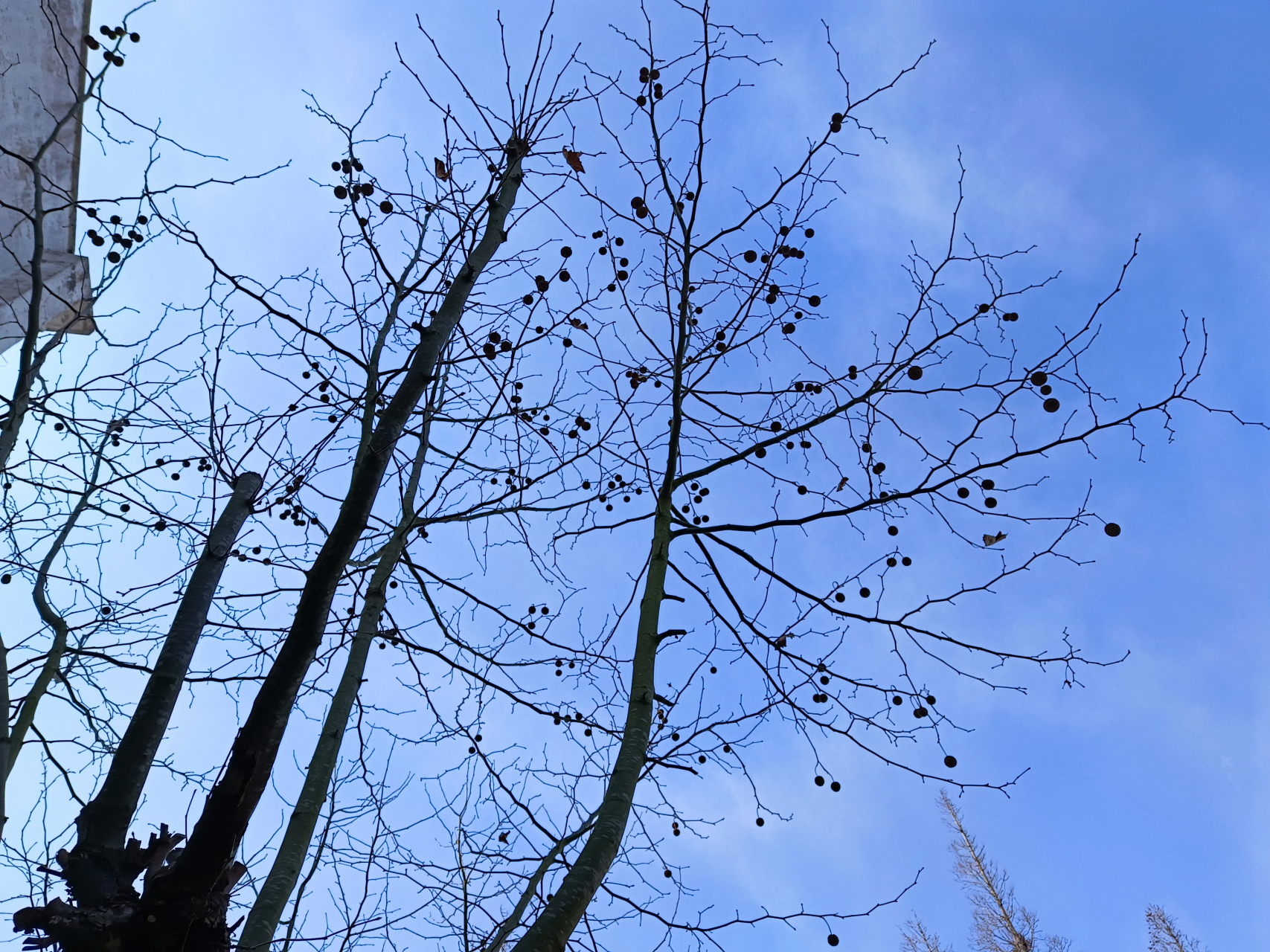 冬天的法国梧桐,叶子全部凋零,光秃秃的树枝也别有一番味道