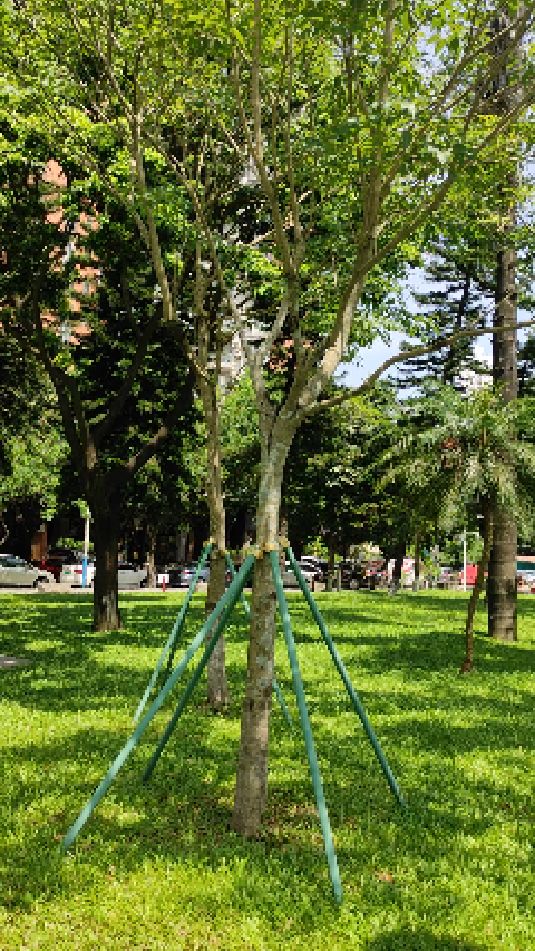 广州的热带风情在你身边广州黄埔公园