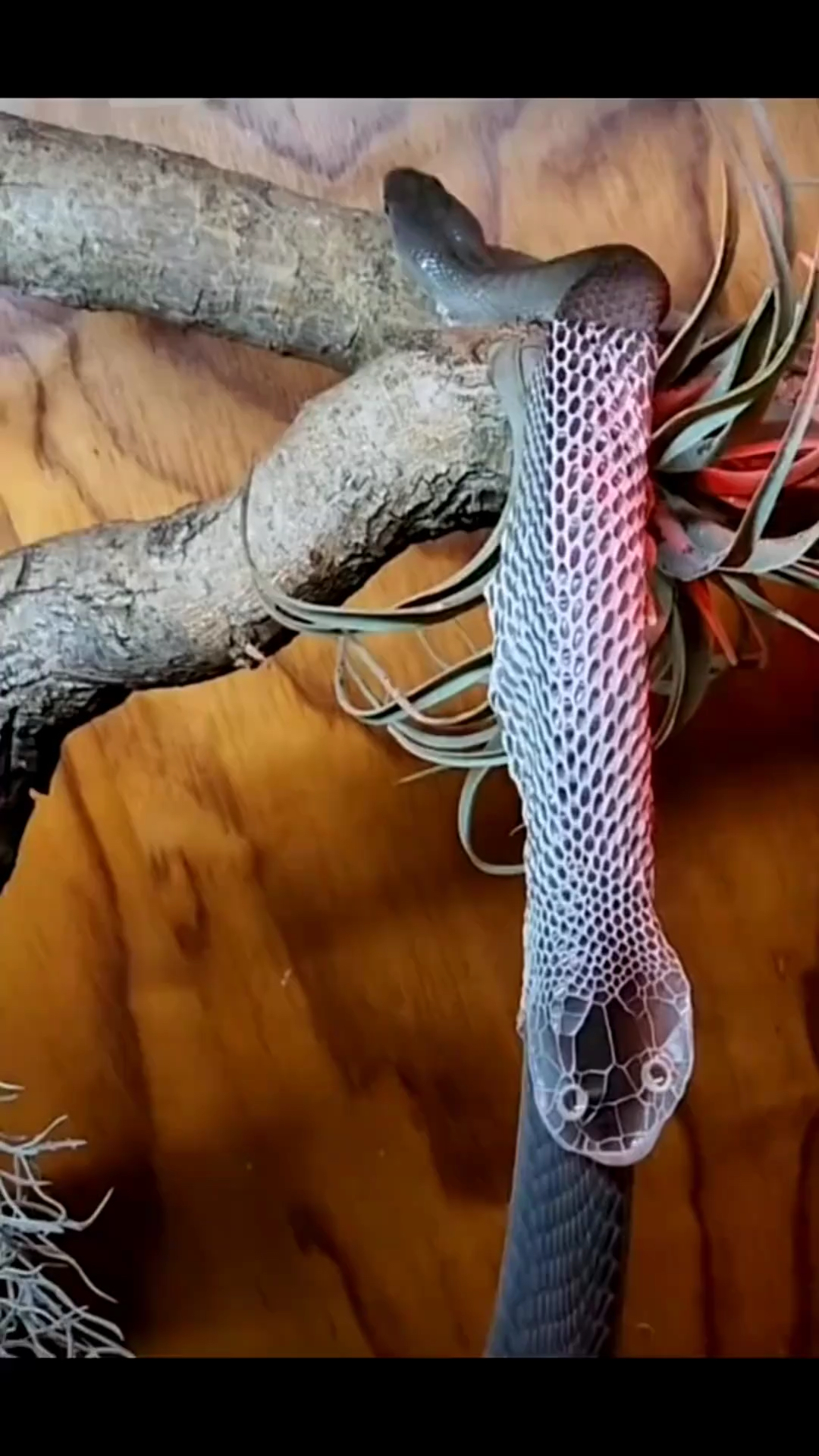 蛇蜕皮全程,舌头很完整呢!-度小视