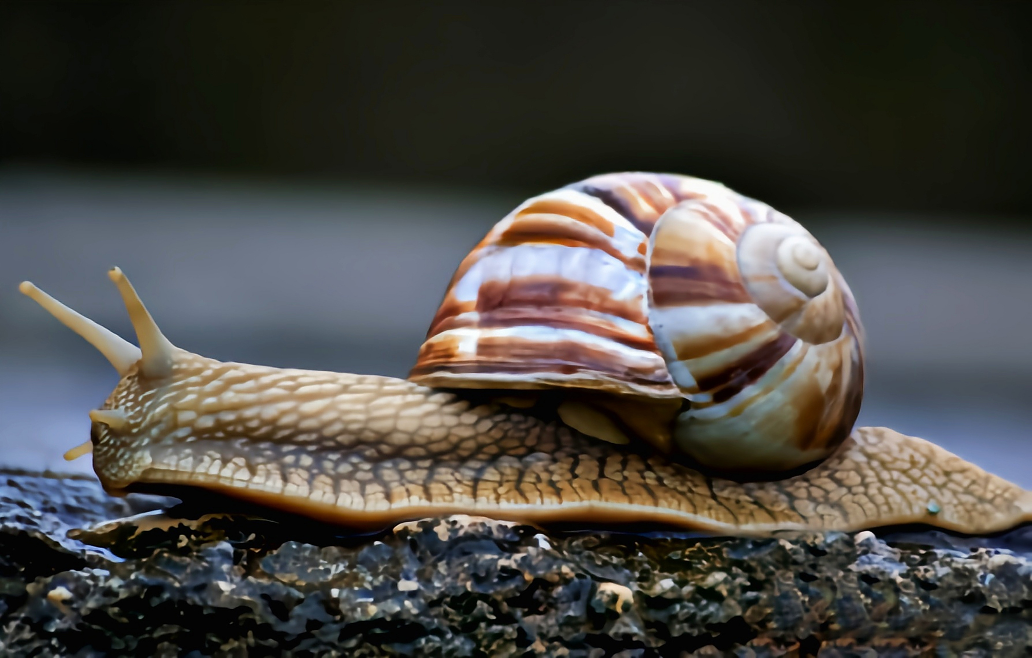 每天认识一种动物——光亮大蜗牛 光亮大蜗牛别名法国蜗牛,原产欧洲