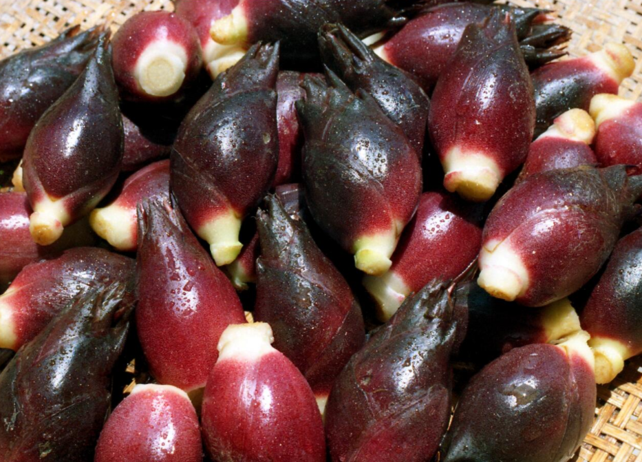 阳荷是什么植物?