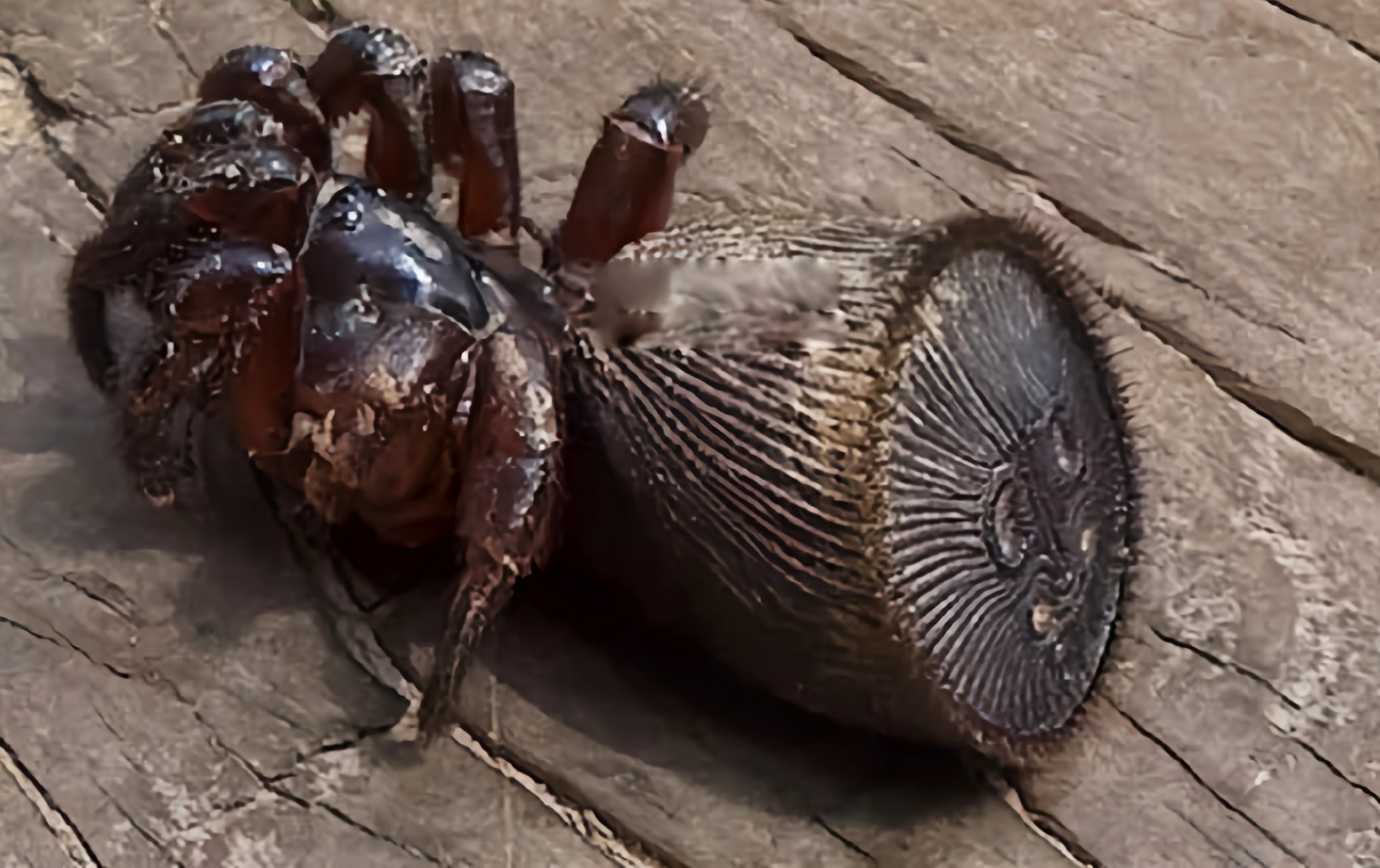 分布于我国福建,浙江,四川等地. 金钱活门蛛体长2.