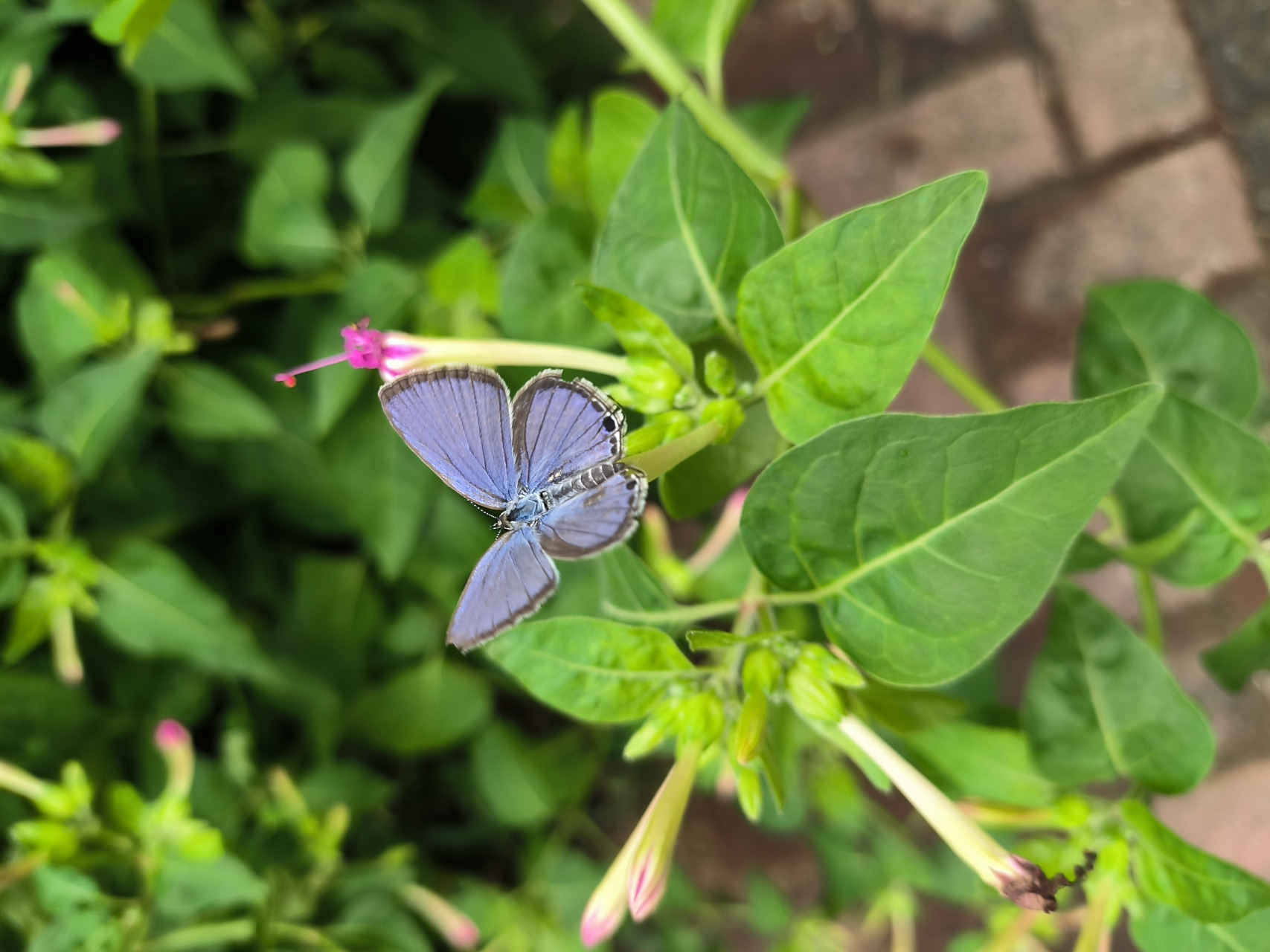 窗外地雷花开,吸引了很多这种蓝紫色的小蝴蝶.