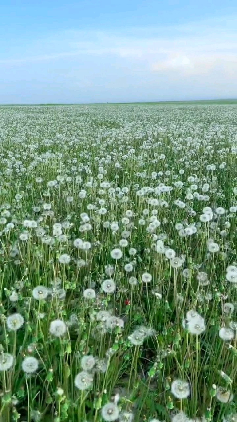 好大的一片蒲公英,大美新疆