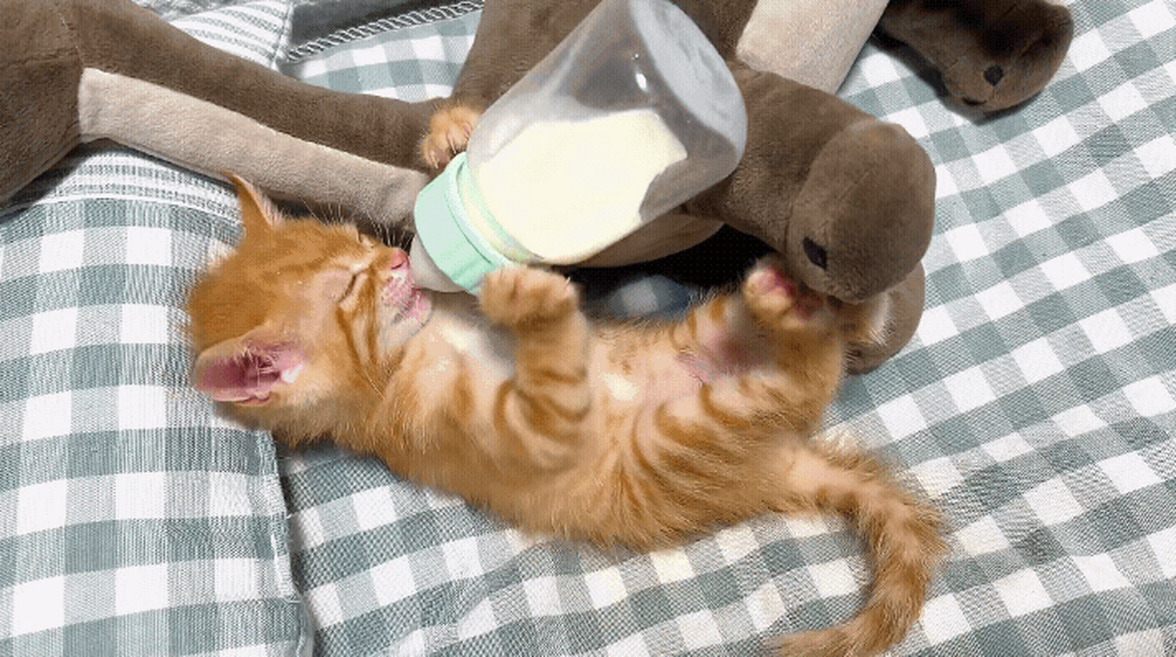 小奶猫喝奶奶,萌的我心都化了![大笑]#猫咪