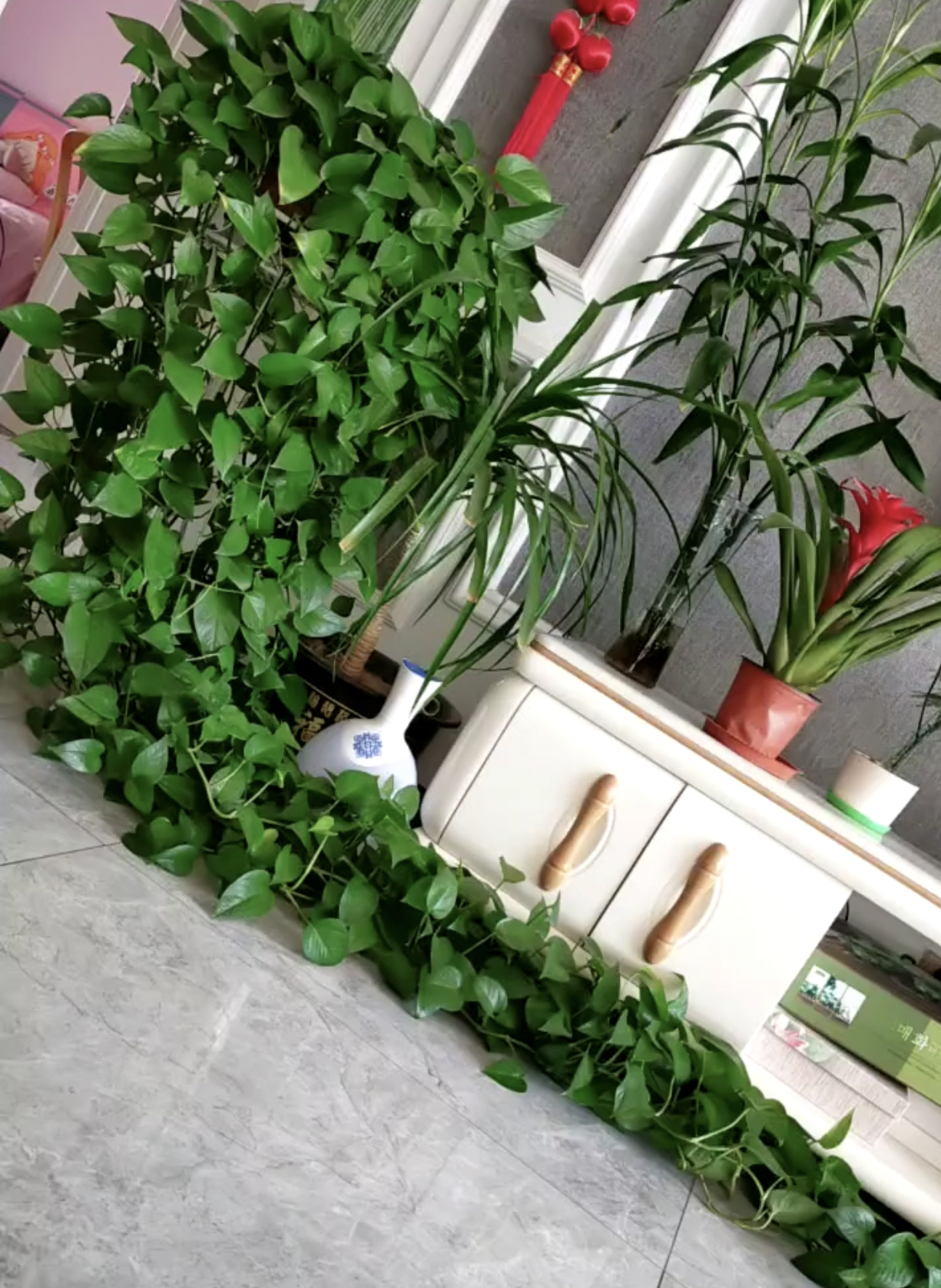 一网友上传自家客厅的绿萝,让网友们惊叹,这是吃啥长大呢?