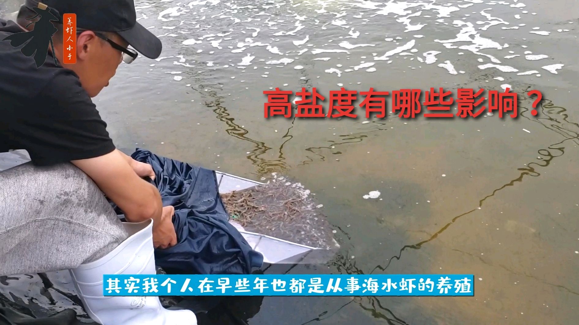 南美白对虾,海水盐度过高对虾苗有哪些影响?