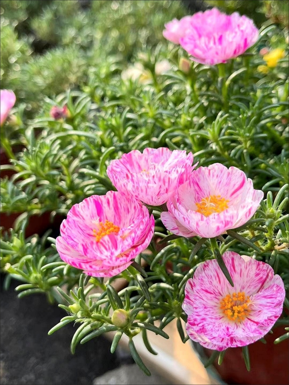 人生在修行,修的是自己的心,心静遇事不慌张