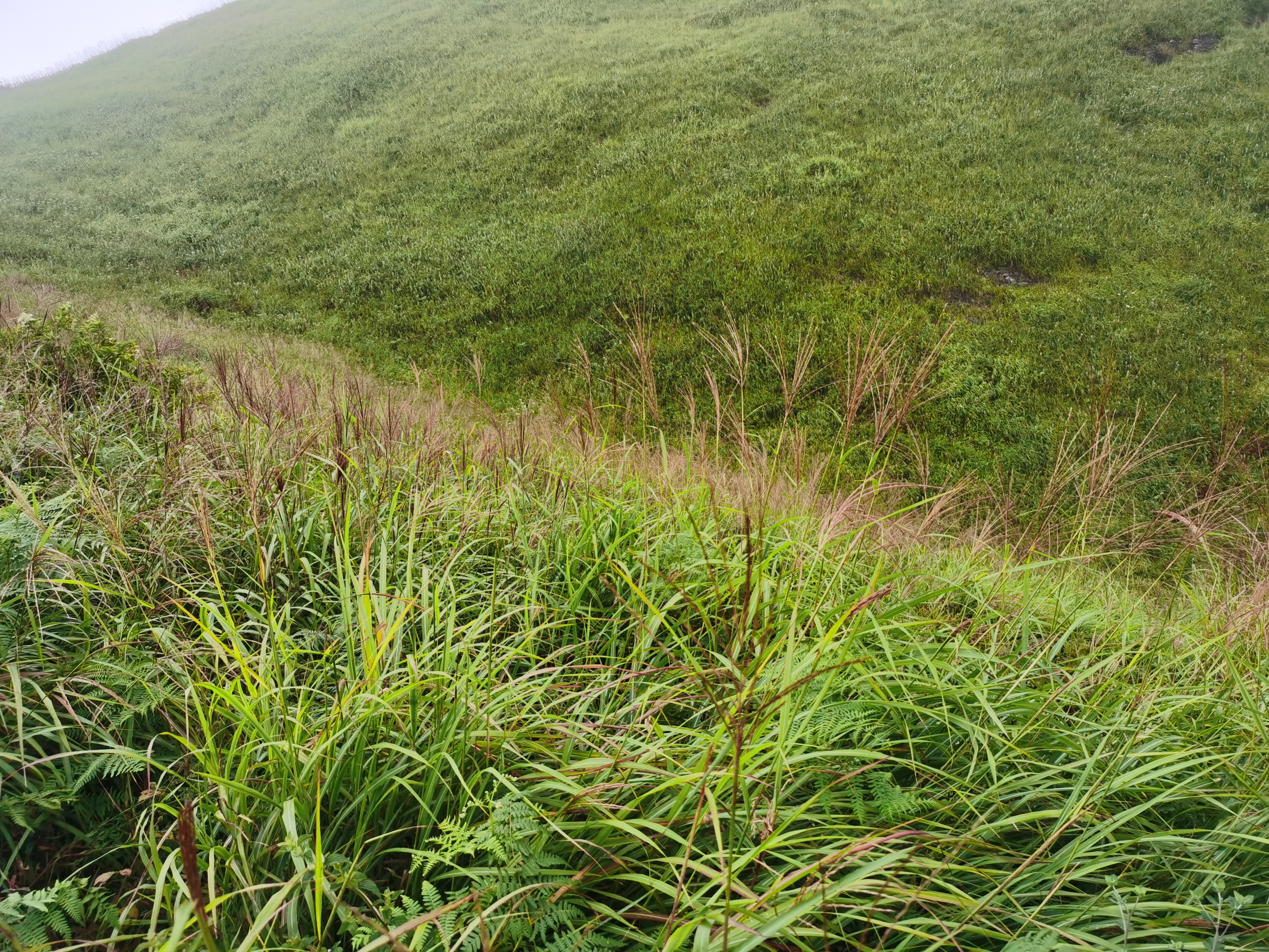登武功山(安福上,萍乡下)