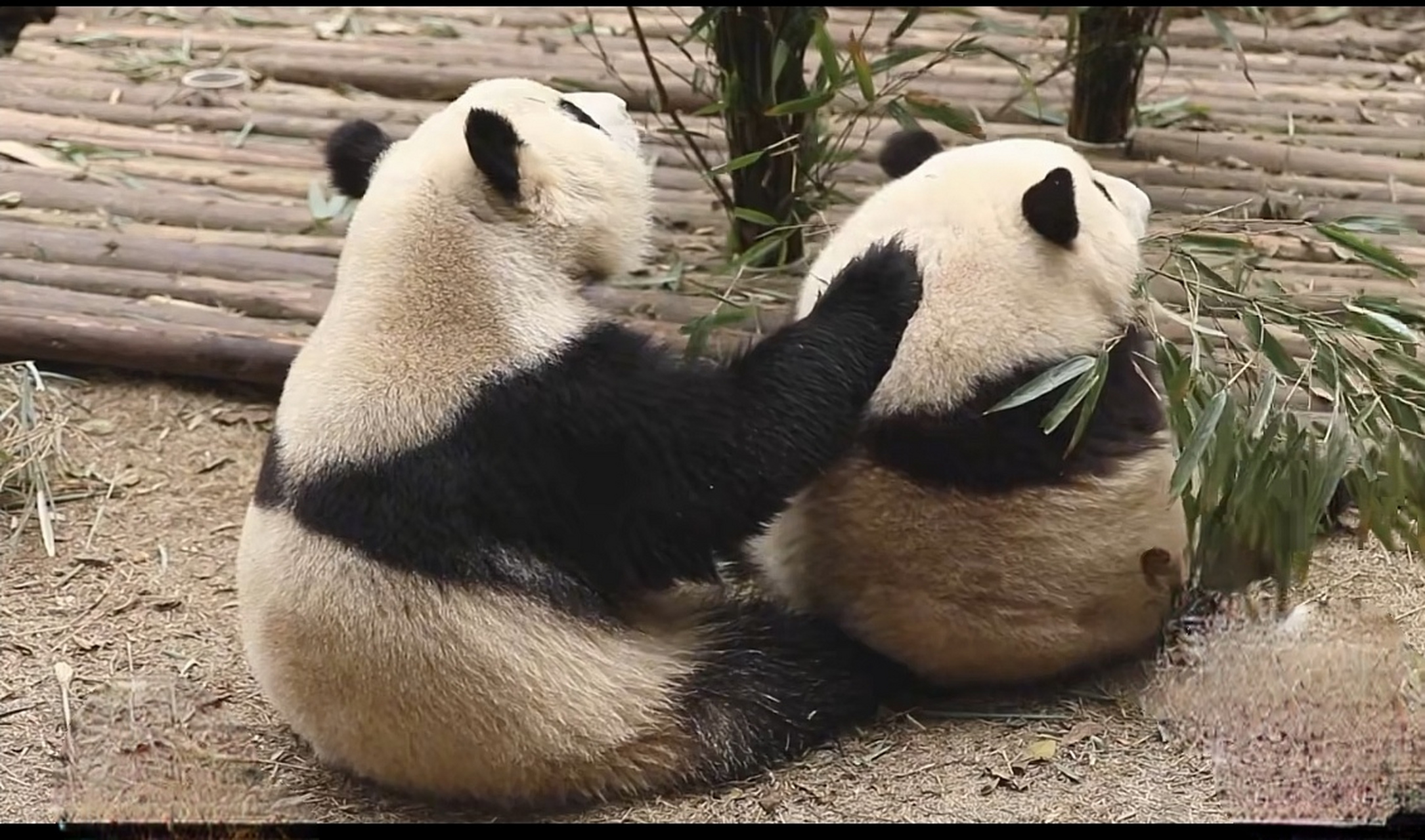 黑白团子花花和弟弟和叶在一起的时光有嬉戏打闹,更有温馨亲情,有了