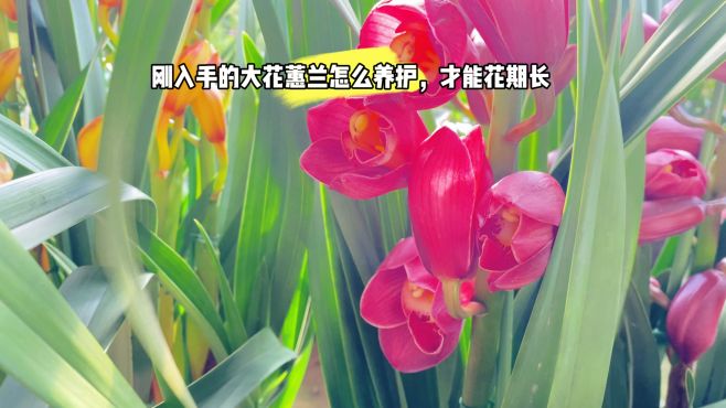 大花蕙蘭買廻家怎麽養護，才能花期長？
