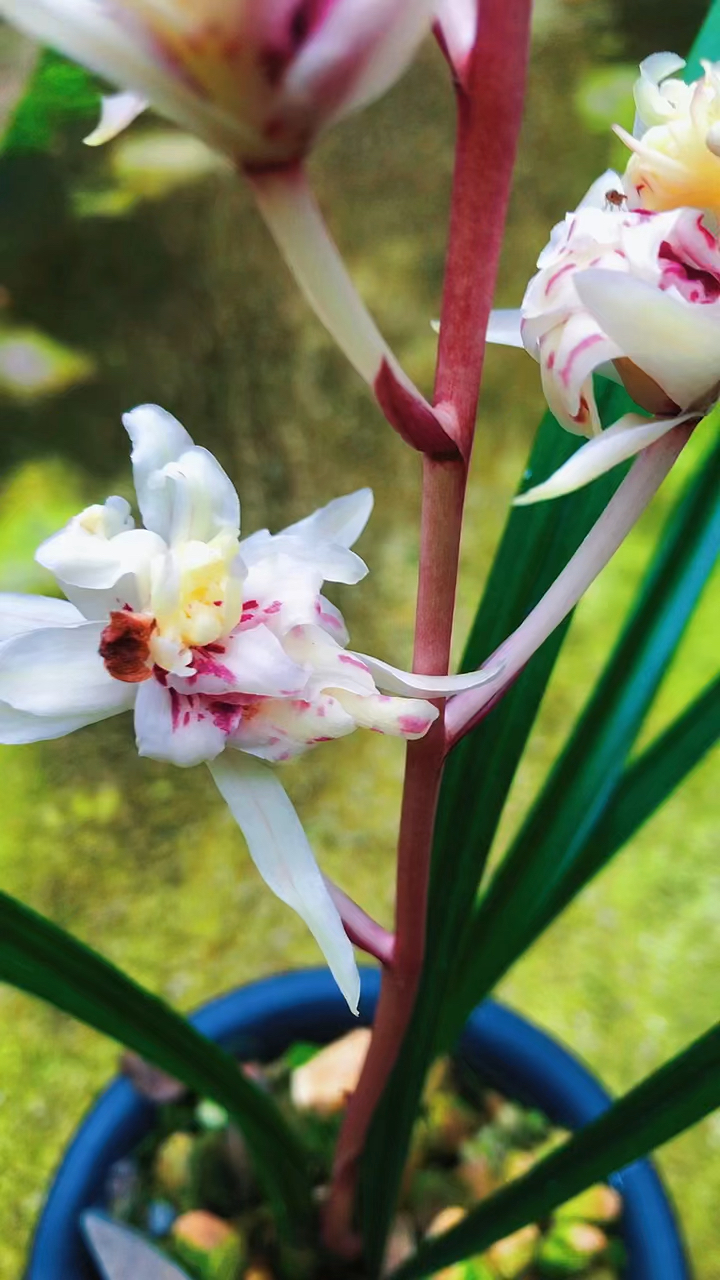 寒兰金凤奇花不一样的花色