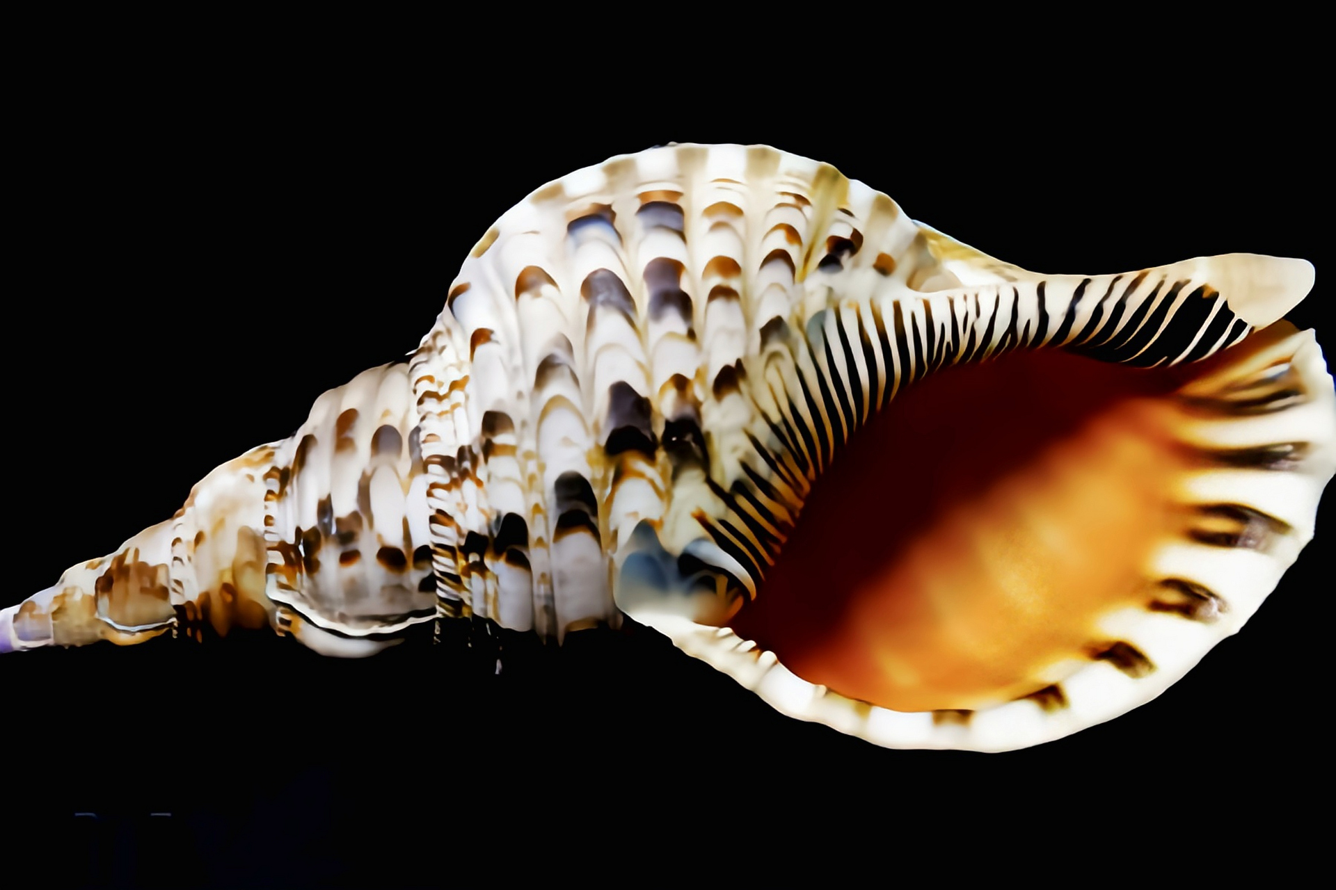 每天认识一种动物——大法螺 大法螺 别名风尾螺,原产印度洋,太平洋