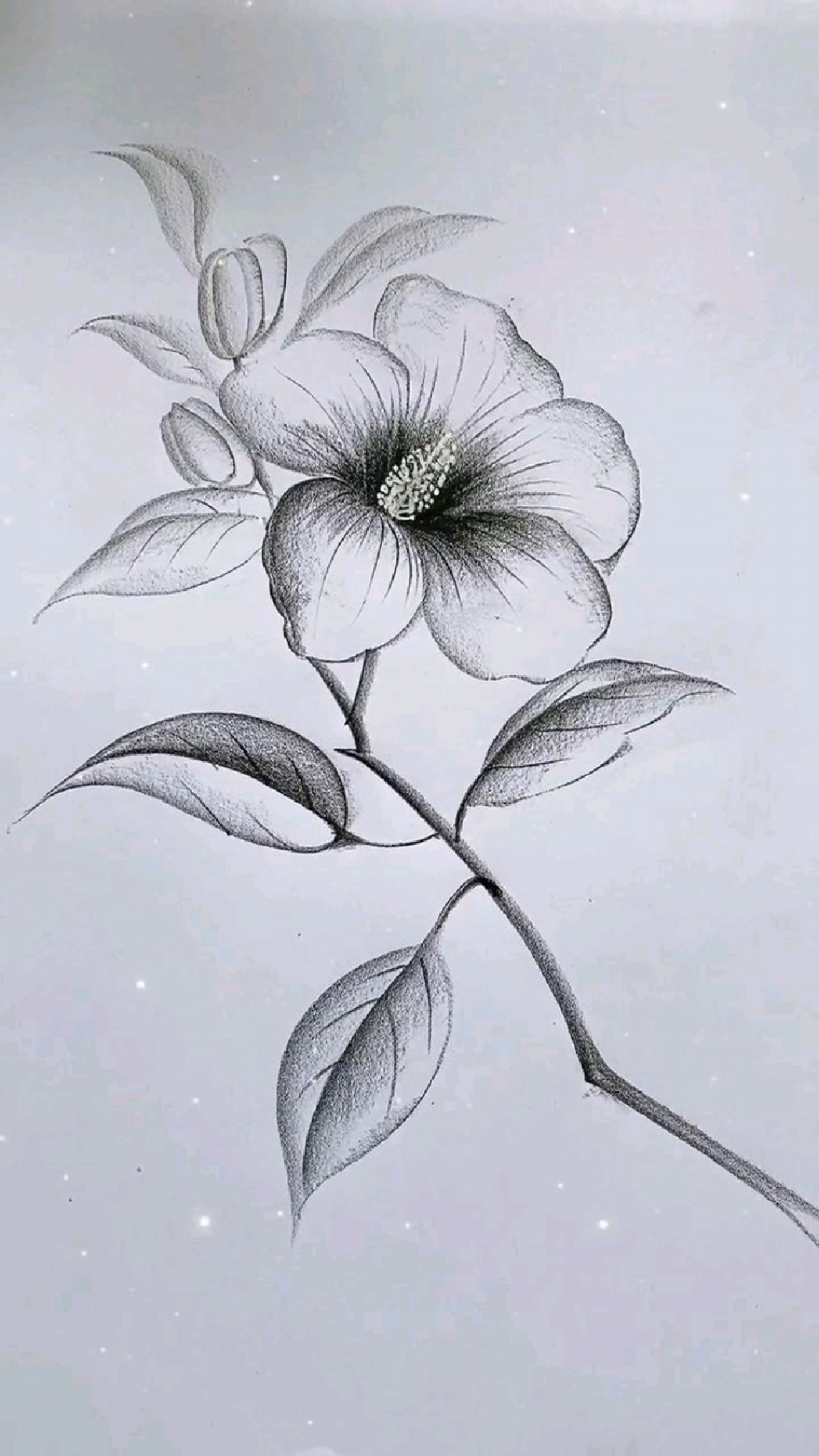 简单画(花花)一起学画画,零基础学画画