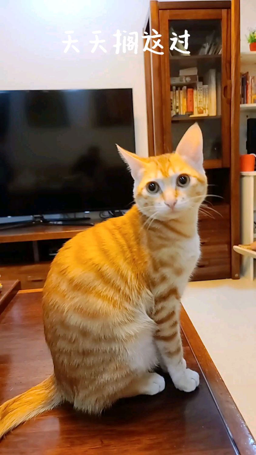 橘猫小松饼长大了