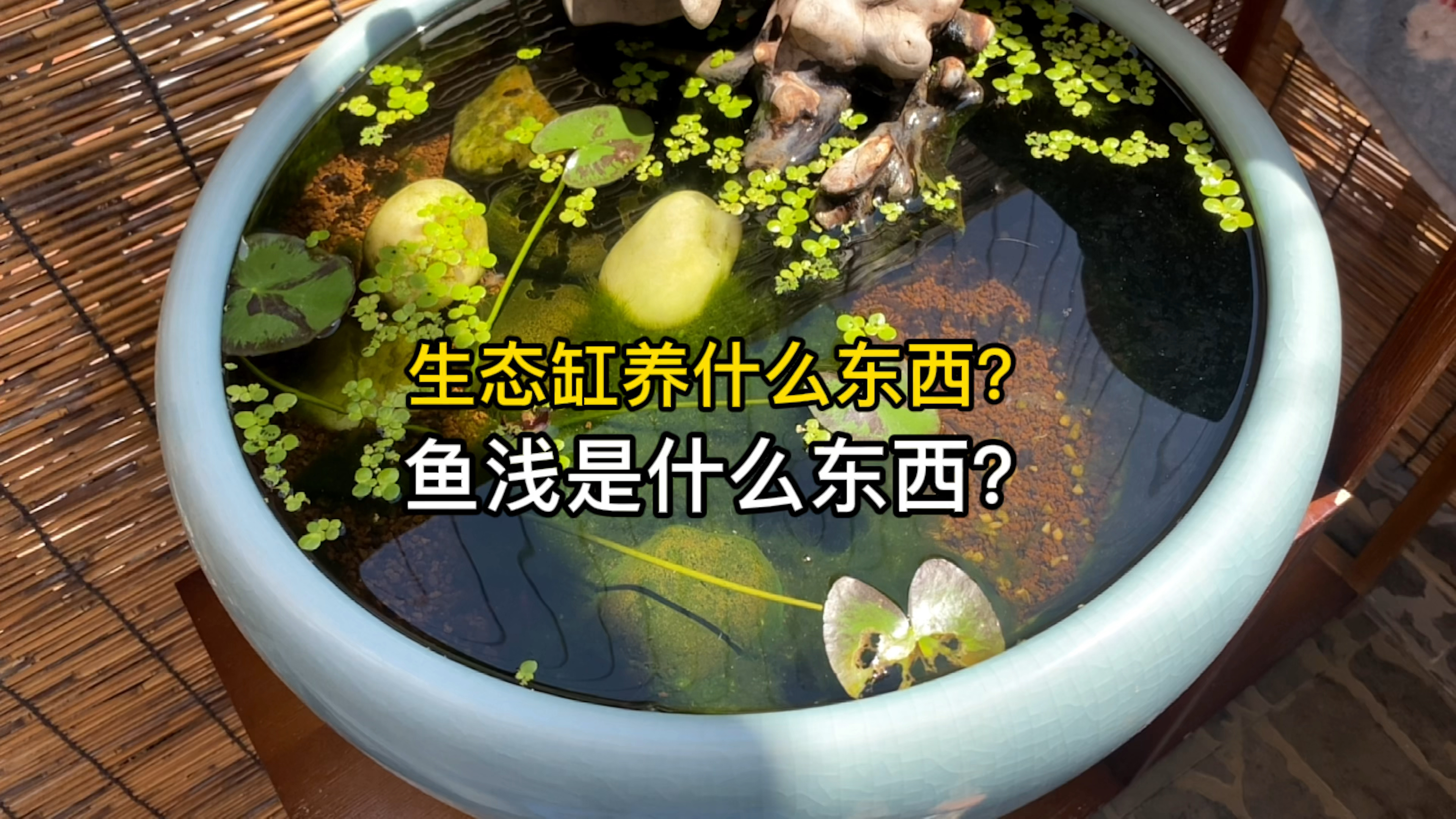生态缸养什么东西?鱼浅是什么东西?