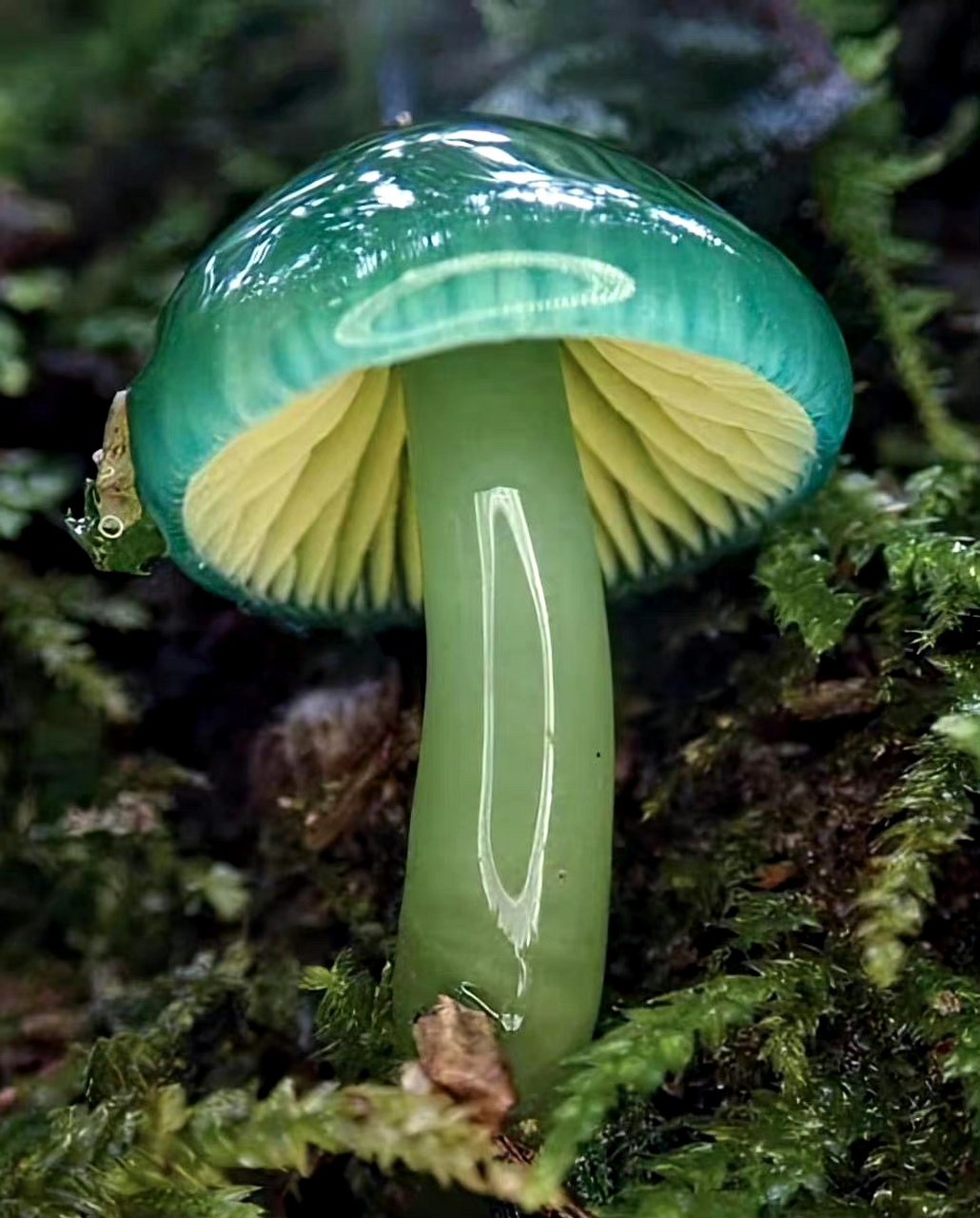 大自然真神奇——这个菌子长得像颗果冻 这叫青绿湿伞(学名:glio