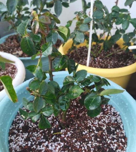 盆栽月季每年需要换土吗?