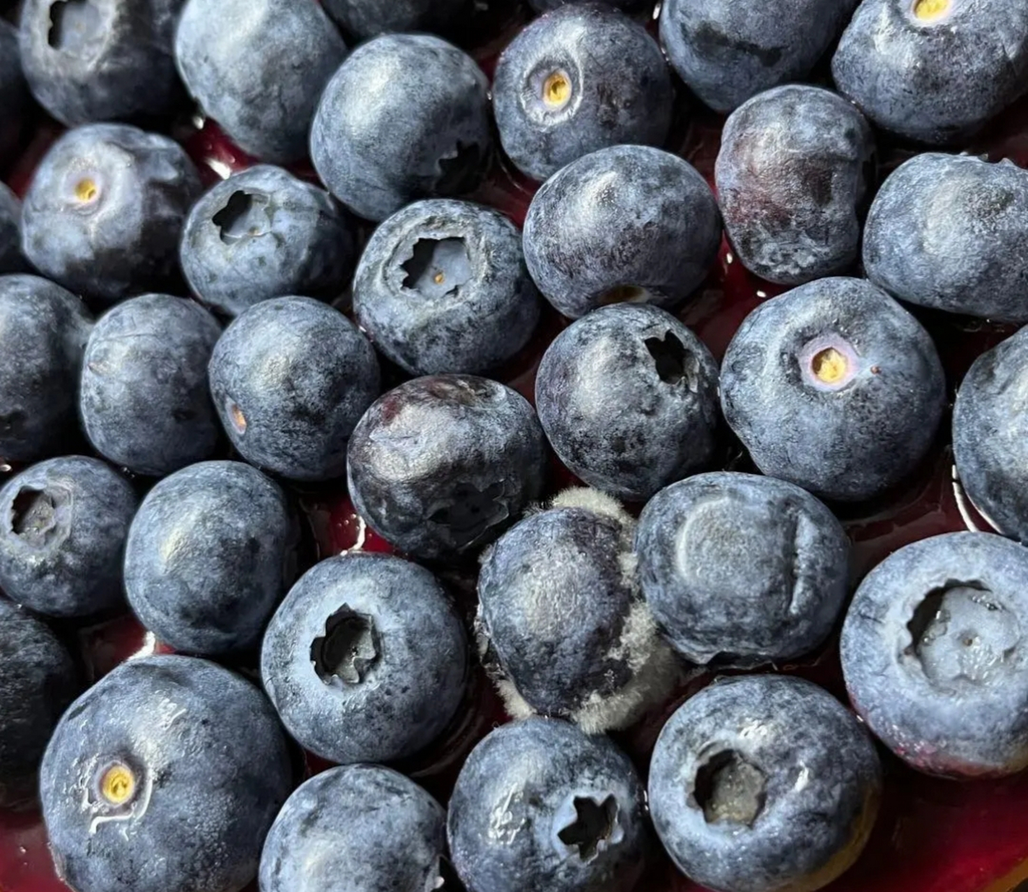 我弱弱的问一下,这蓝莓蛋糕是不是发霉了呀?