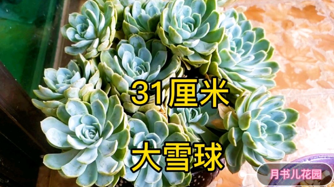 31厘米月影系多肉墨西哥雪球,很好养的一个品种,看它怎么养护