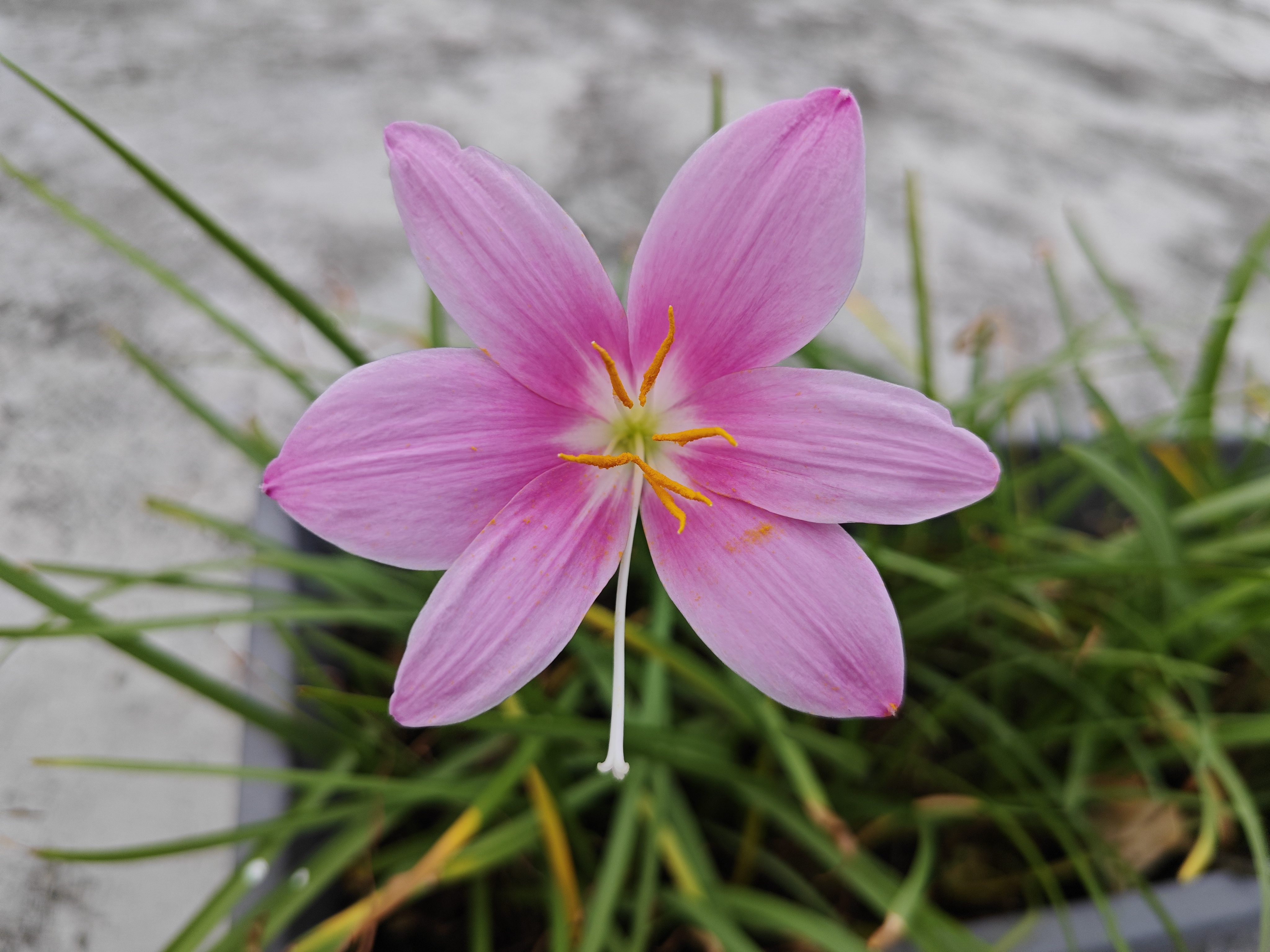 毕竟它每次开花总会下雨,风雨兰的称号还真的是名副其实了.