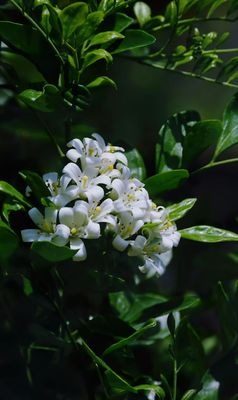 千里香,夏天盛开后秋季也开.