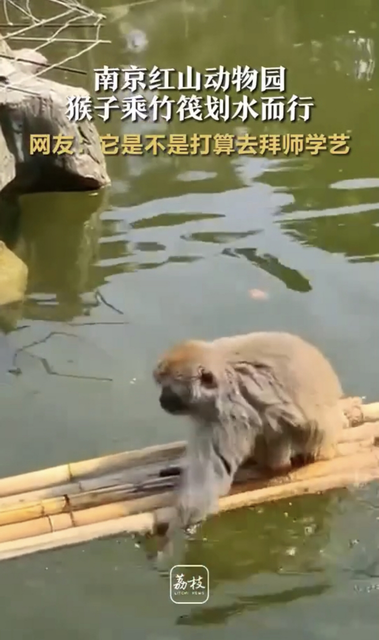 动物园猴子划竹筏秒变西游记,它应该是去拜师学艺.