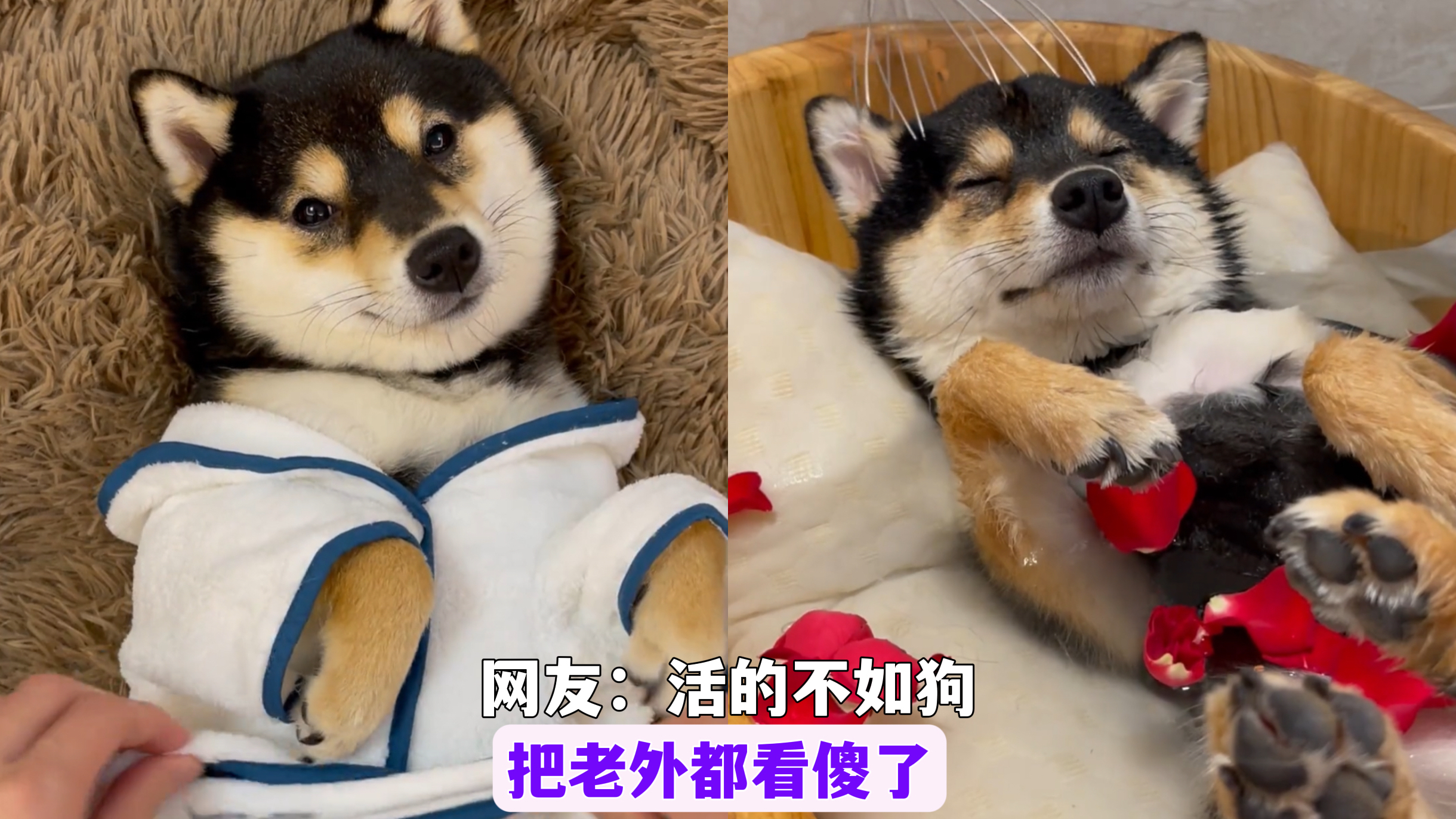 曼玉:全网最幸福的豆柴犬,每天过着公主般生活,还爆红海外