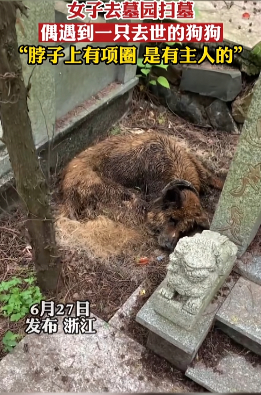 网友在墓地的某个墓碑旁边看见一只带着项圈的狗狗尸体,它安详的趴在