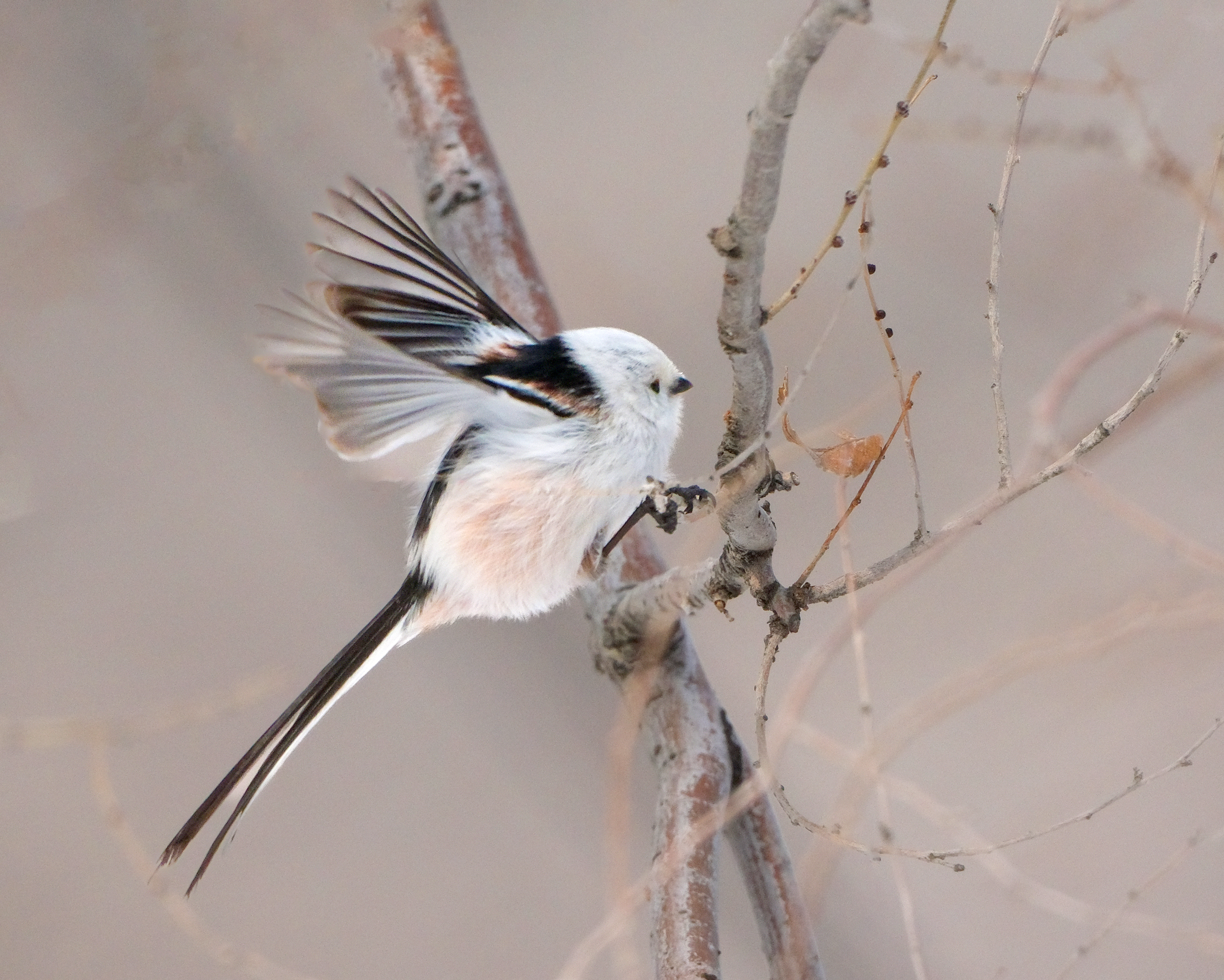 北长尾山雀- -讲述冬天的故事