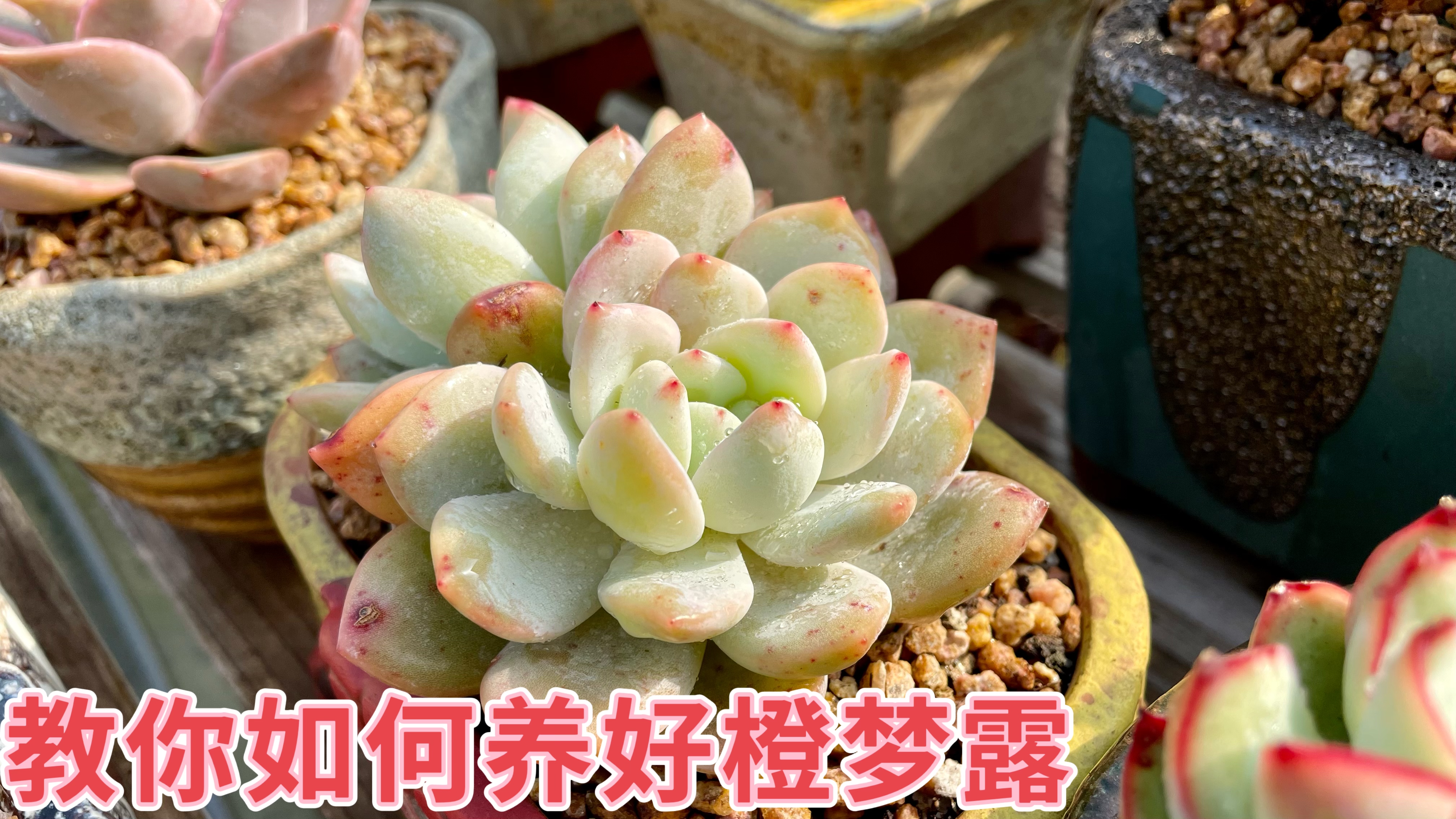 多肉-橙梦露,让人又爱又恨的品种,如何养好它呢,方法非常简单