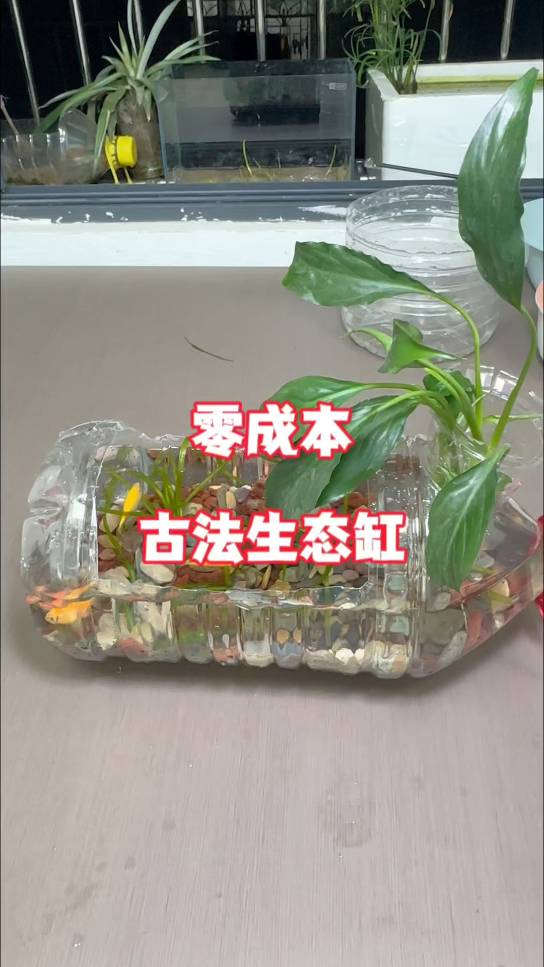 今天教大家用两个矿泉水瓶做一个古法生态缸#鱼缸里的大自然