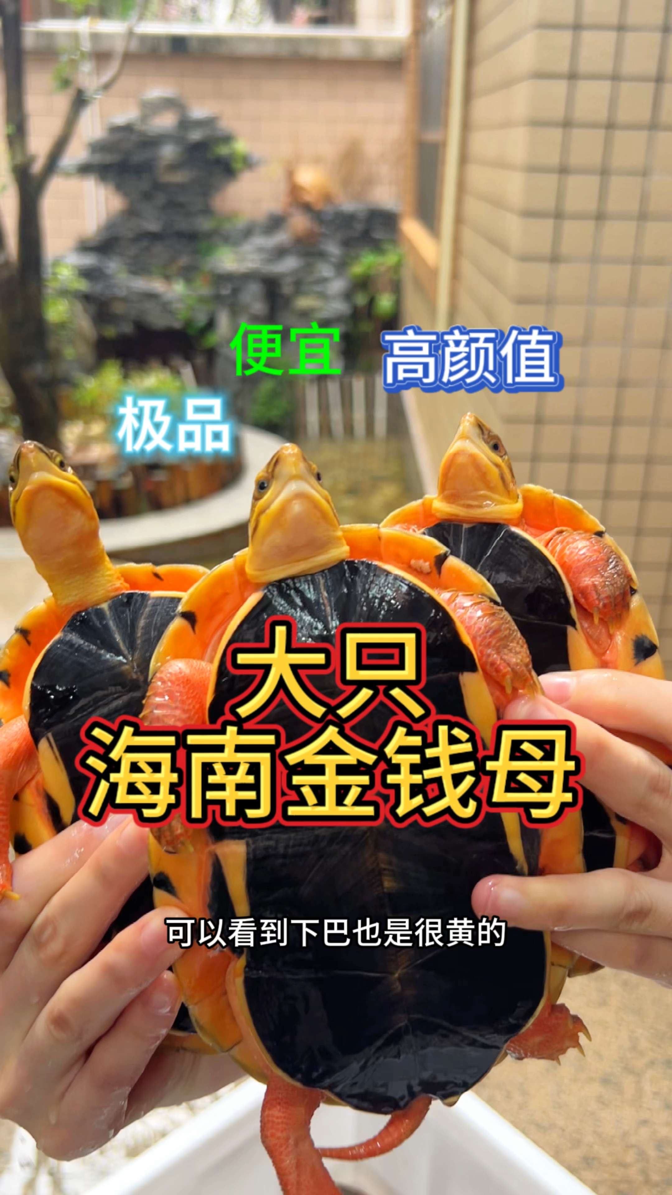 天花板极品海南金钱龟母招财的大萌宠金钱龟现在多少钱一只