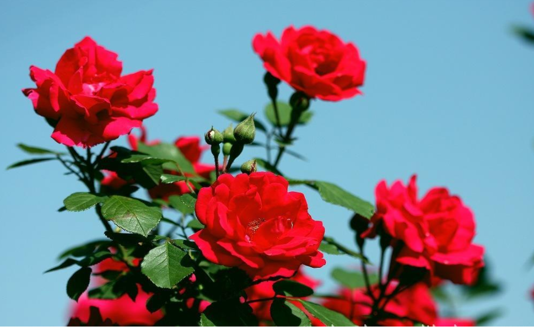 12生肖都有自己的"招财花",只要养对了花,财神爷不请自来