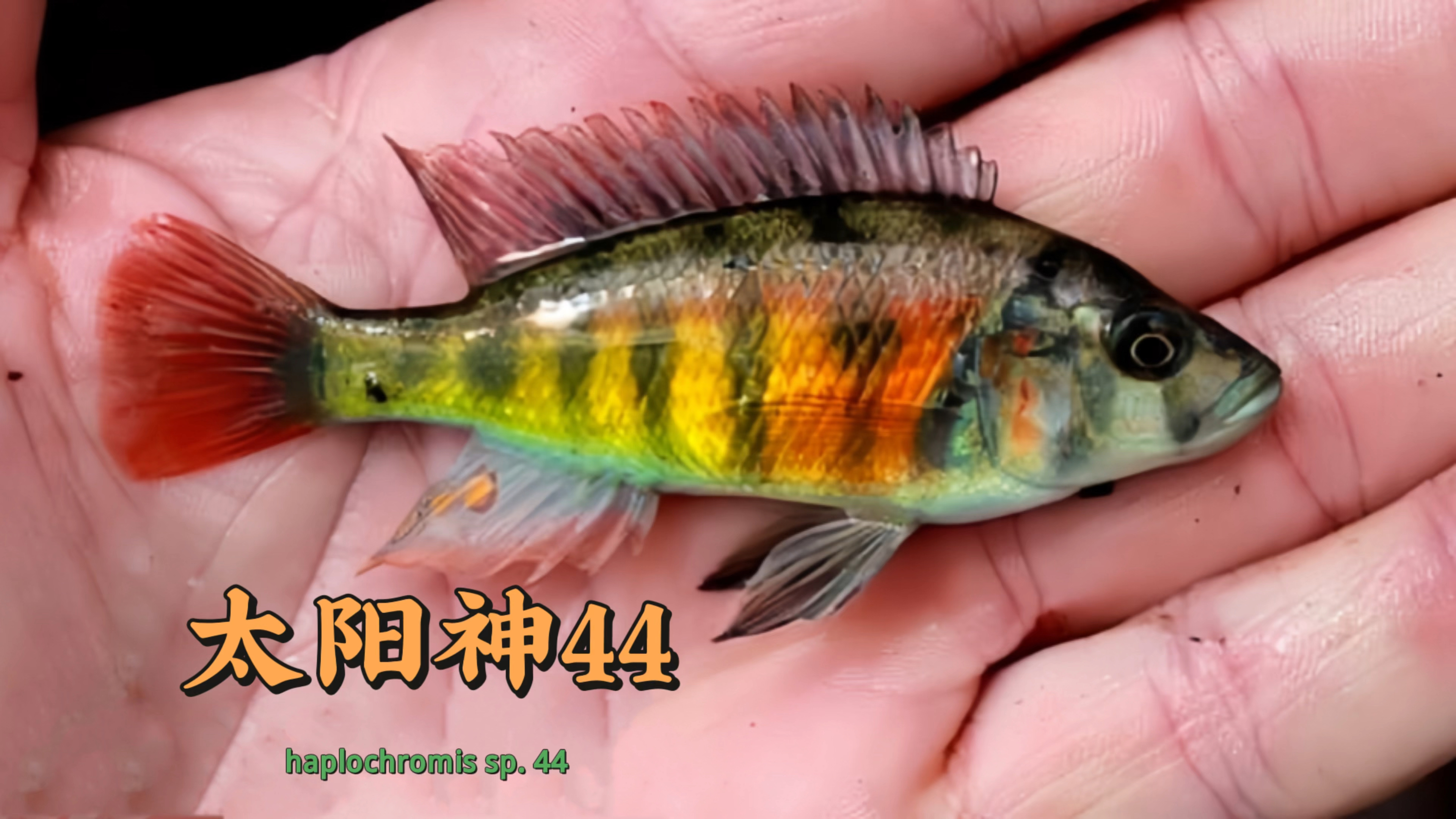 三湖慈鲷/太阳神厚皮44号