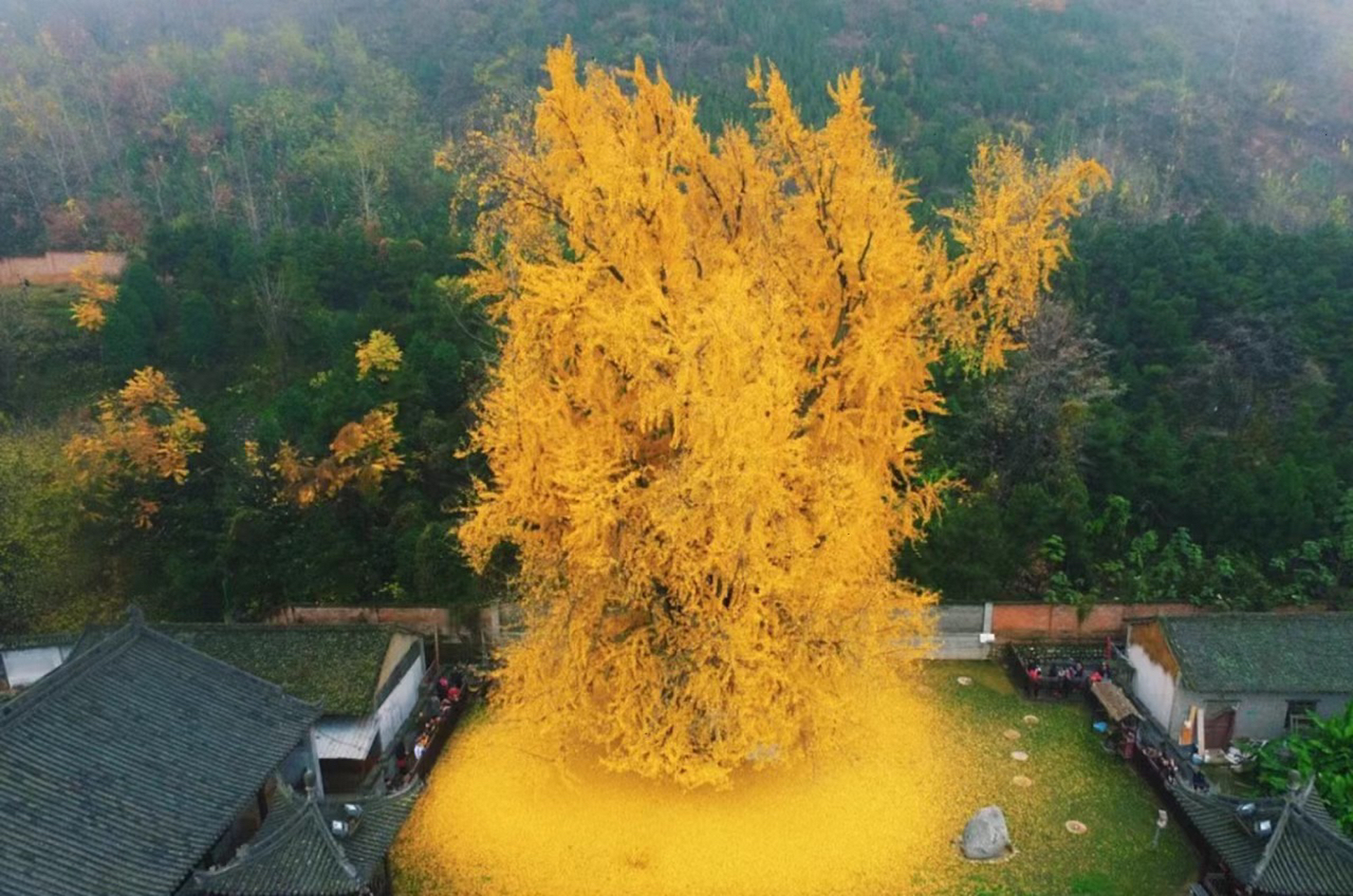 西安古观音禅寺驰名中外,确切的说是因为那一树古银杏树的缘故,经历了