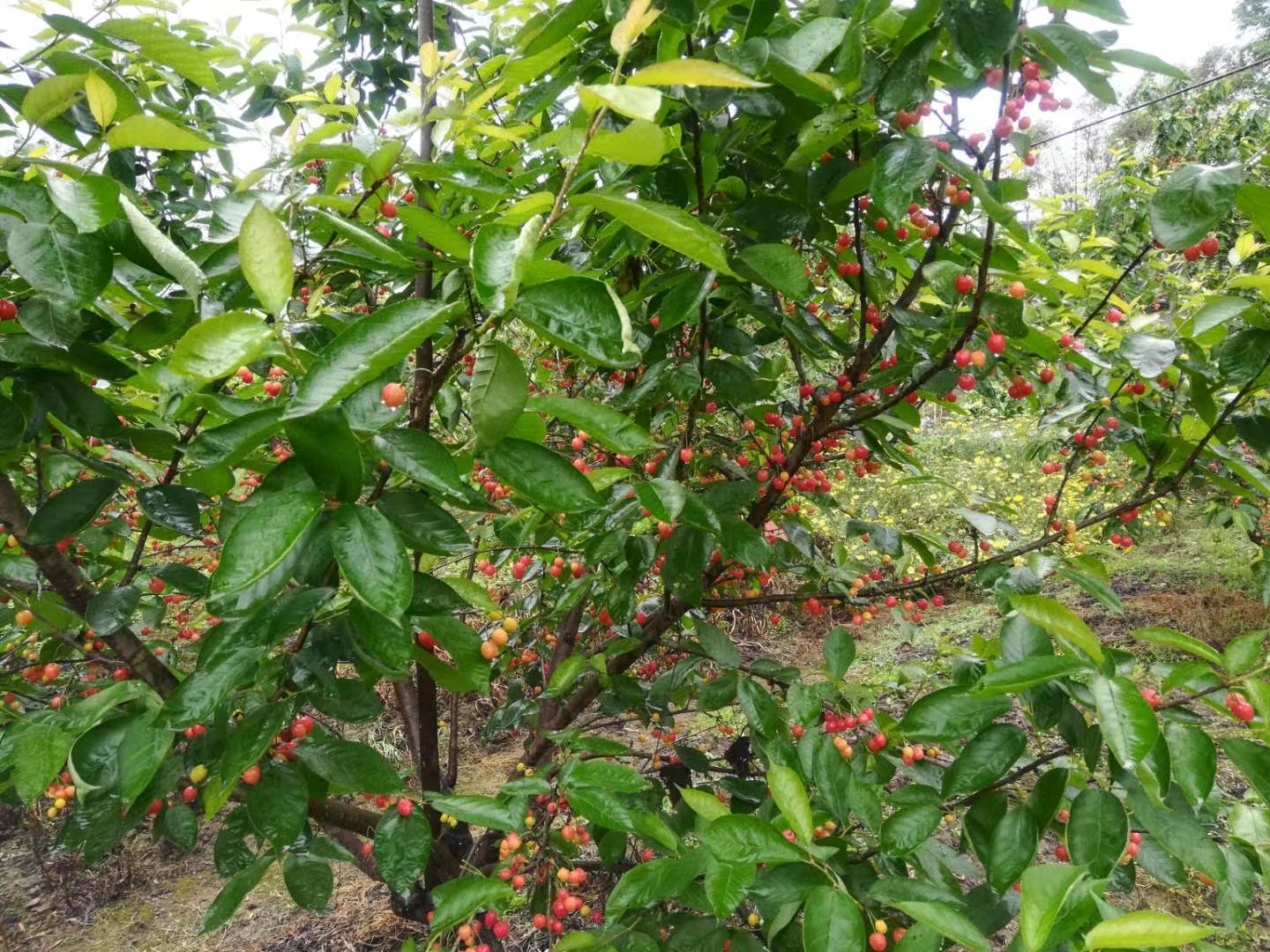 成都周边樱桃成熟了,来摘樱桃咯