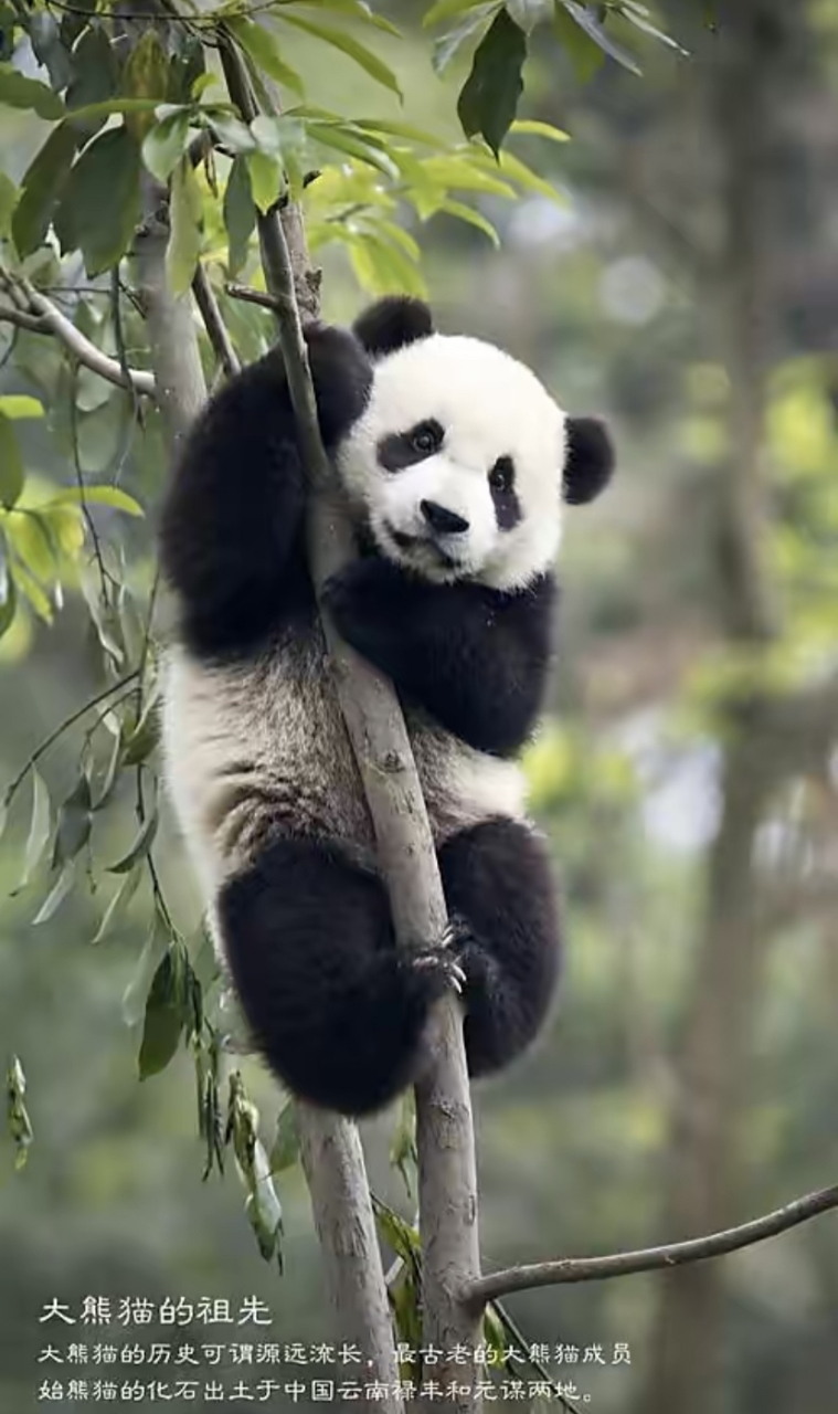 大熊猫(学名:ailuropoda melanoleuca):属于熊科,大熊猫属的哺乳动物
