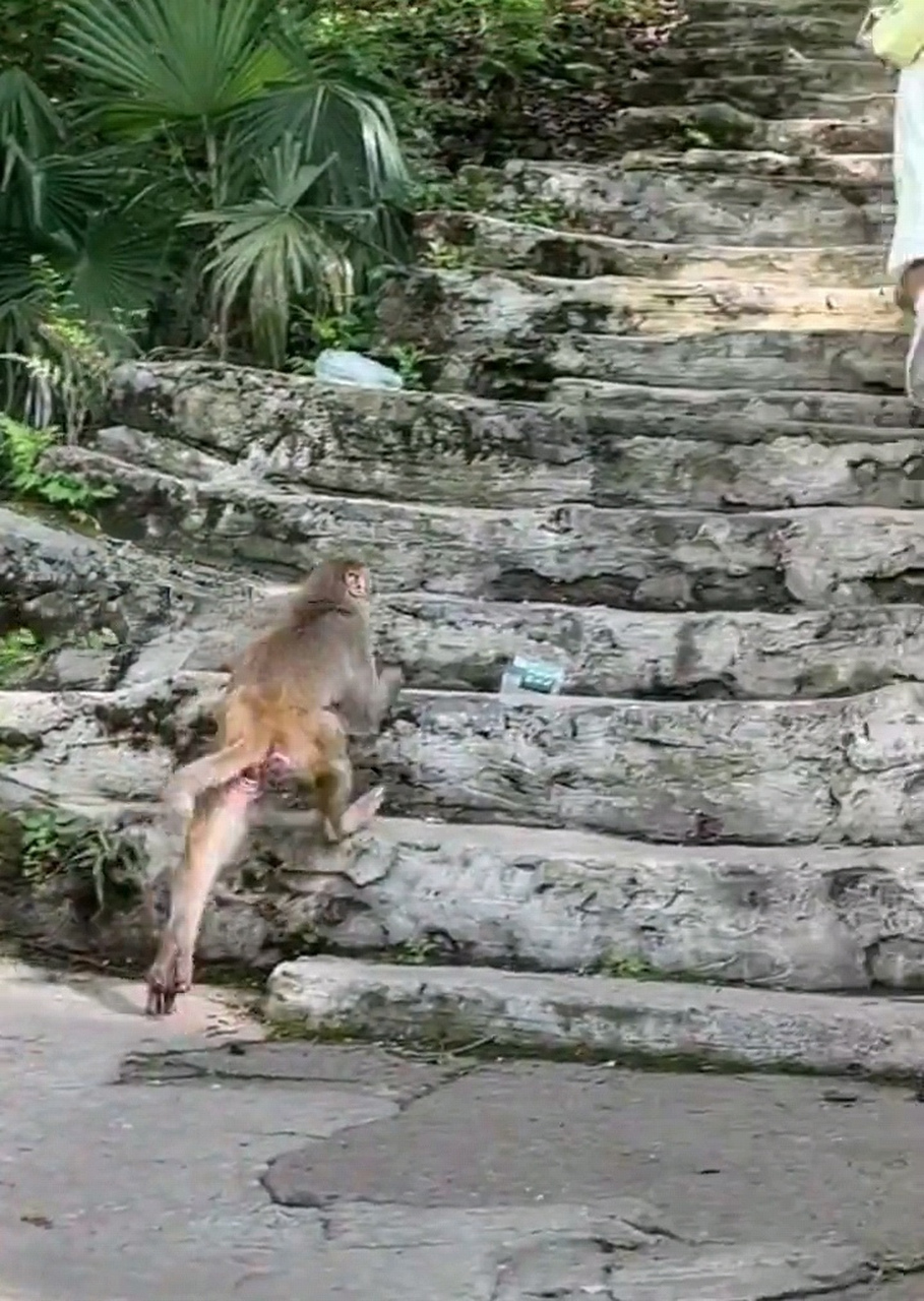 姑娘爬山真厉害呀,竟然连猴子都追不上她.