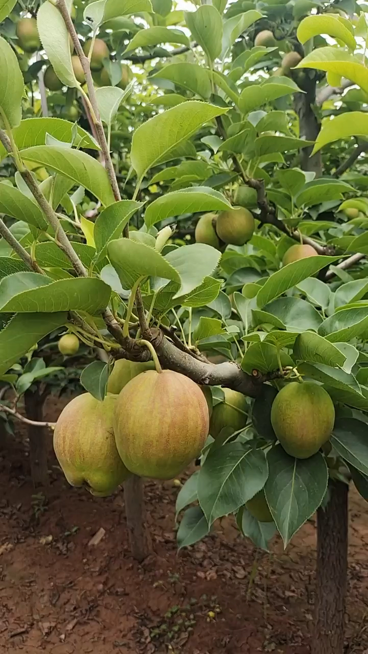 特早超甜王梨树新品种图片