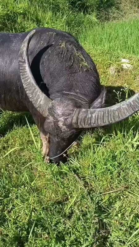 大宽角牛王,在吃绿油油的青草