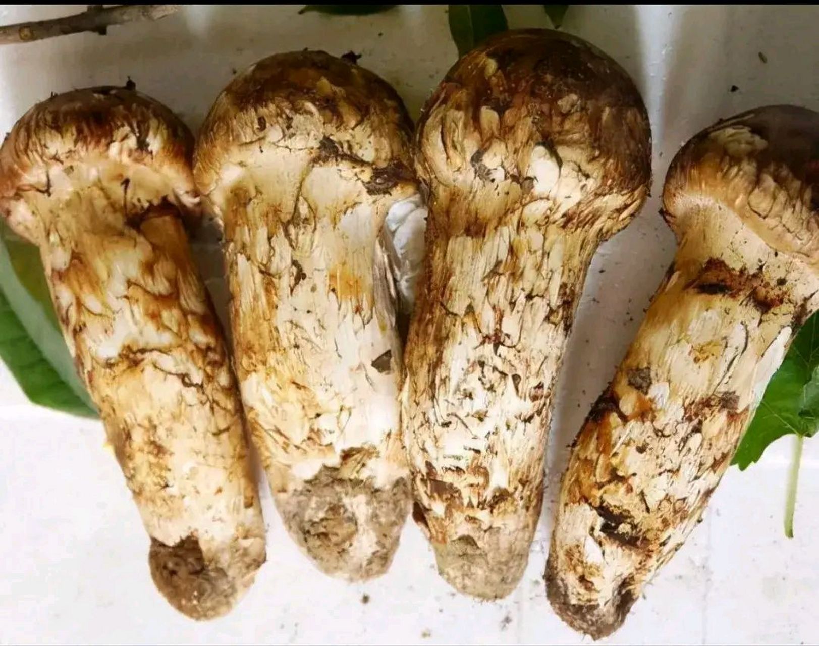 药蘑菇图片多少钱一斤图片