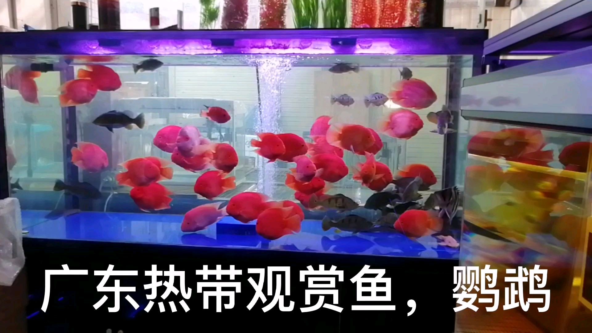 广东热带鱼之红鹦鹉,红色代表喜庆,兴旺发达,家养观赏鱼首选