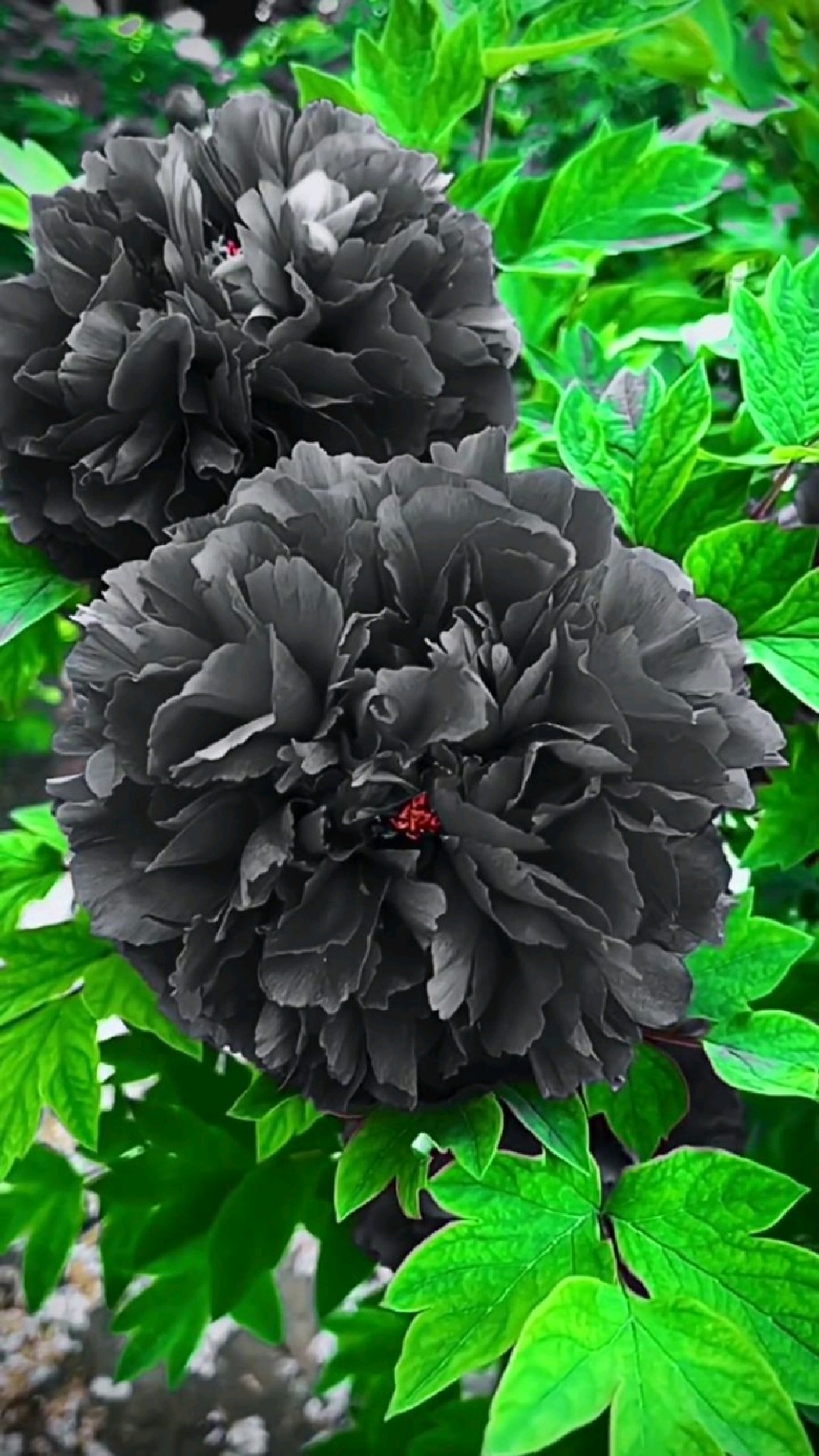 好景难遇如你一般很好奇黑牡丹的花语到底是什么