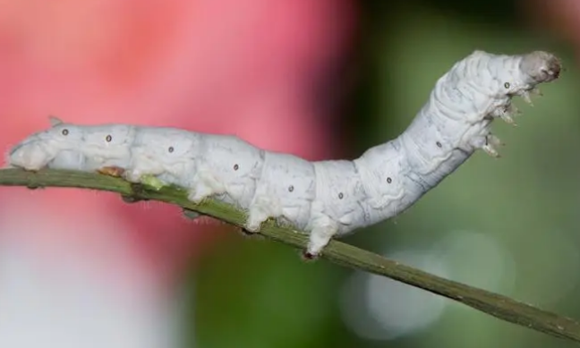 蚕生长温度是多少