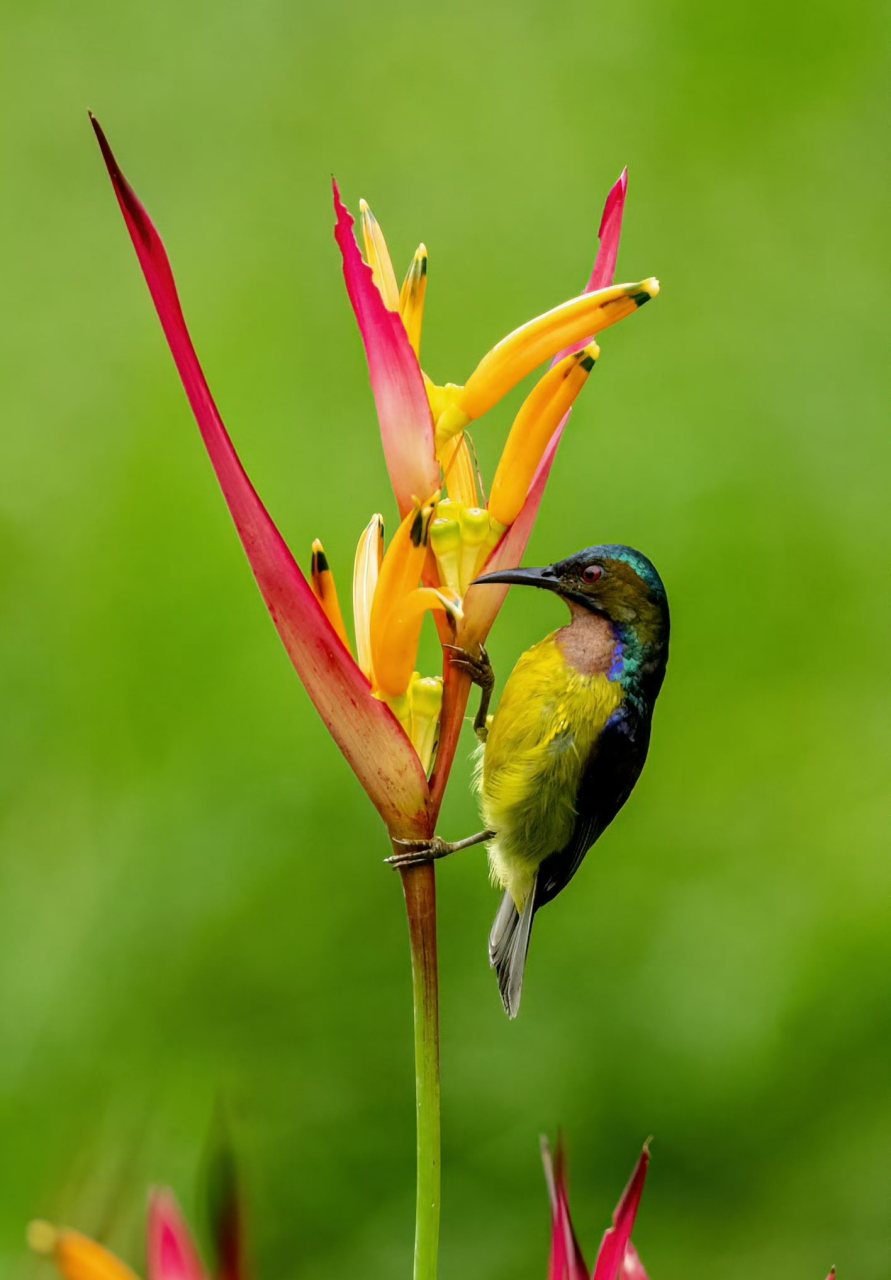 褐喉食蜜鸟(雄) 现在中国科学院西双版纳热带植物园里褐喉食蜜鸟比较