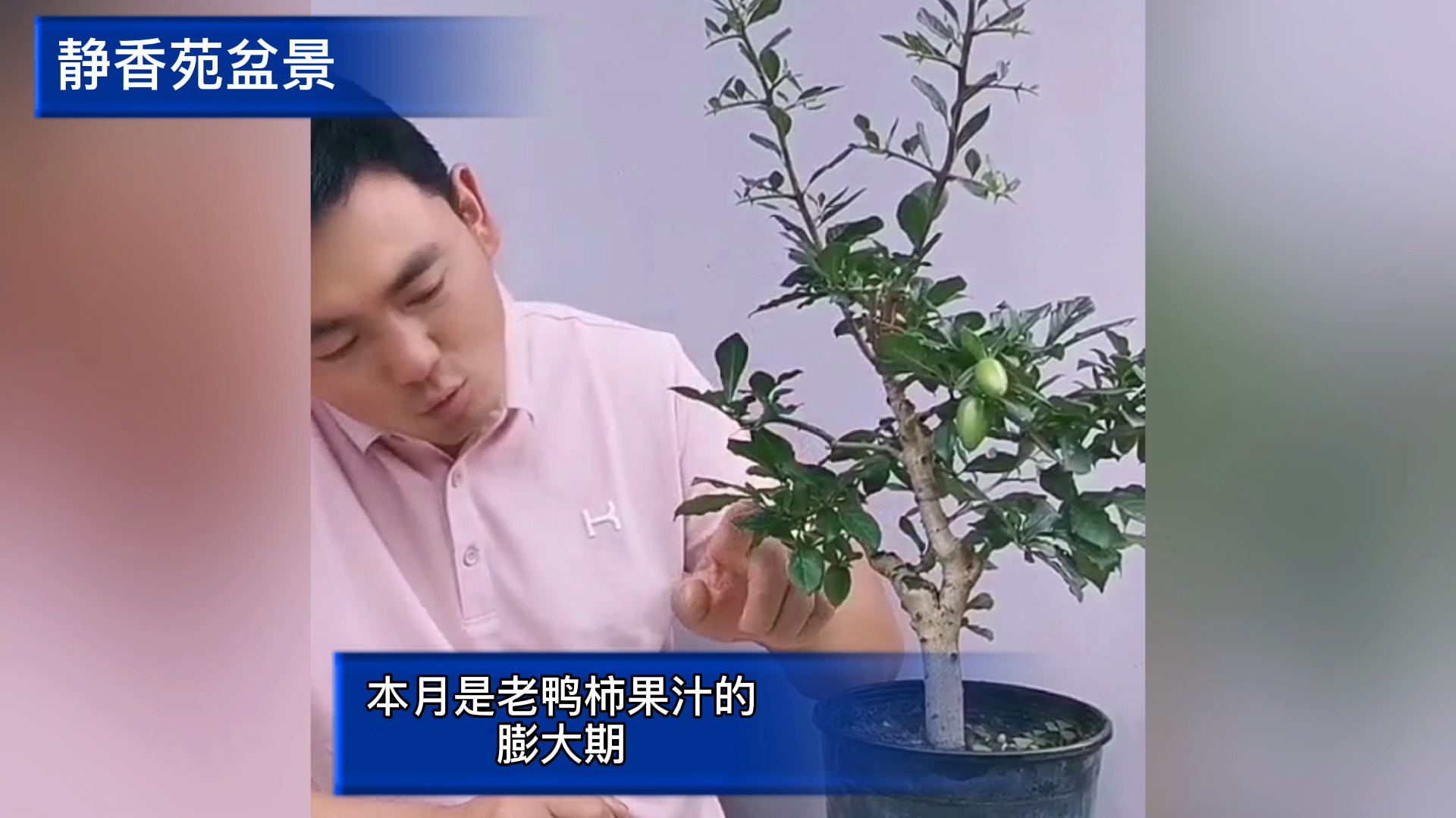 老鸦柿盆景的养护技巧与管理经验分享,盆景小知识了解一下!
