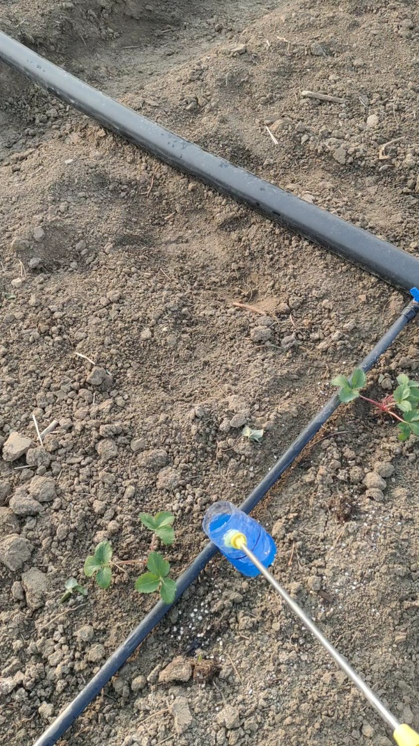 草莓苗灌根这样操作更省力方便不浪费草莓苗育苗基地