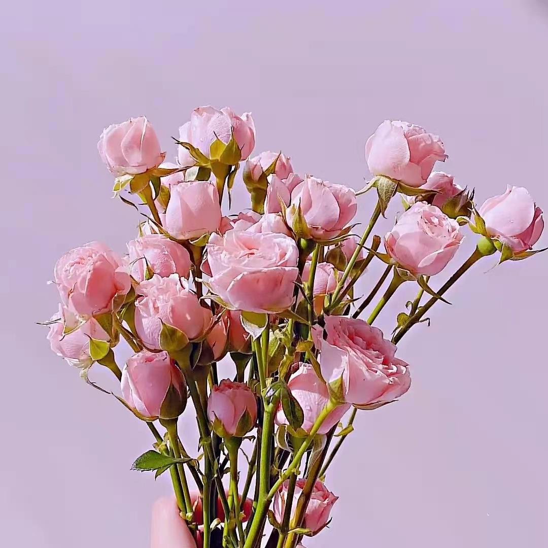 发朋友圈的不失优雅句子,阳光睿智,悟出人生的道理!