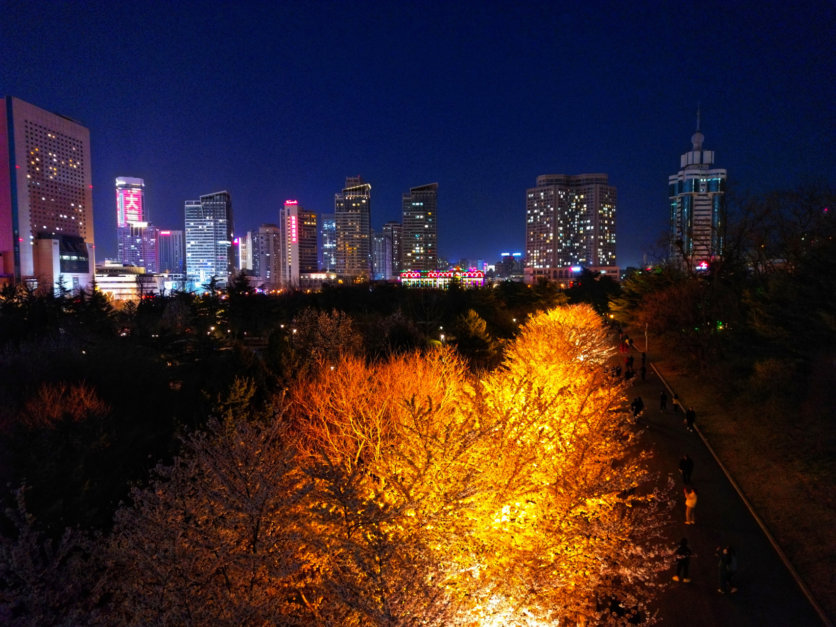 夜晚的大連勞動公園櫻花大道,一樣很震撼,燈光下,燦若星河,一定要到花